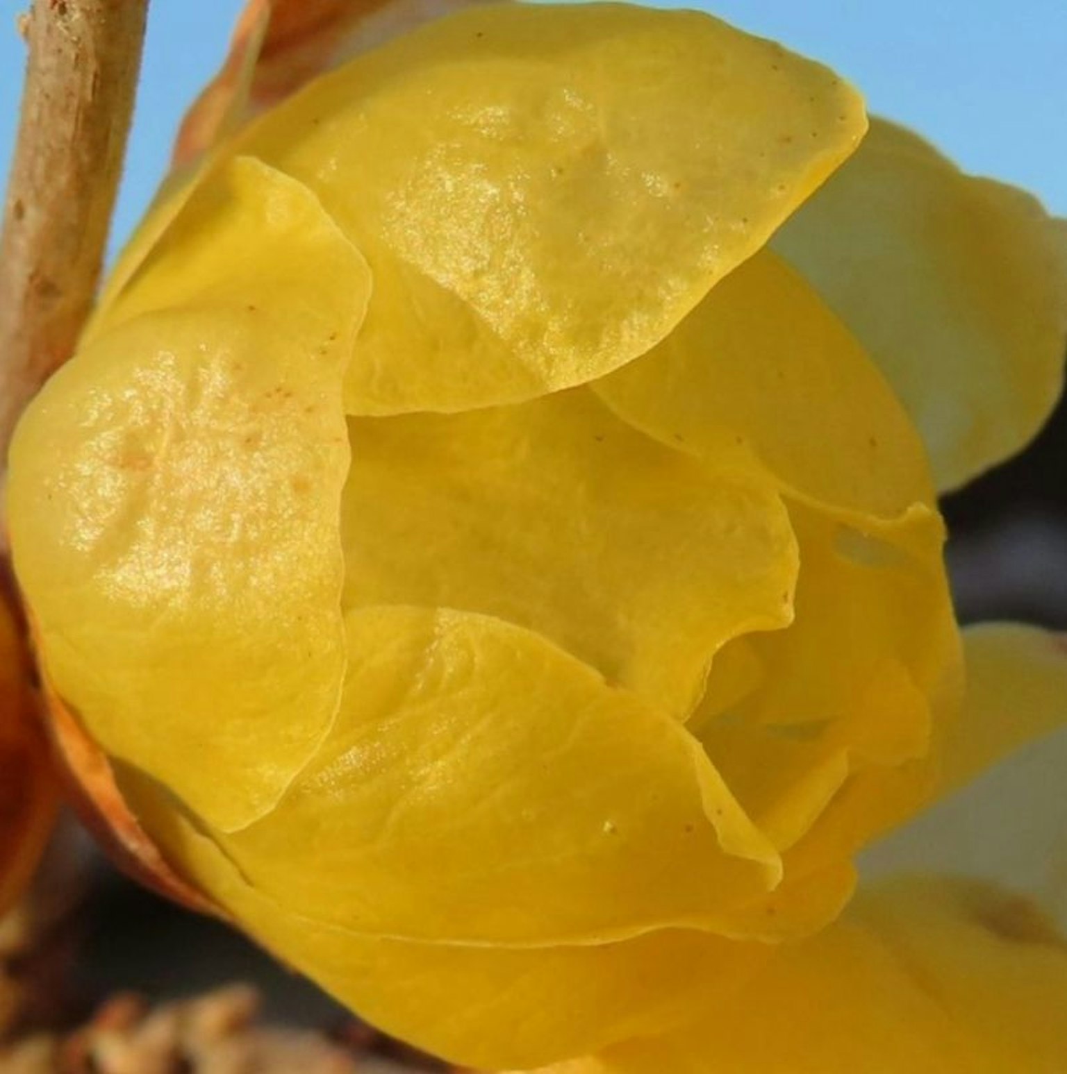 Primo piano di un fiore giallo con petali morbidi visibili