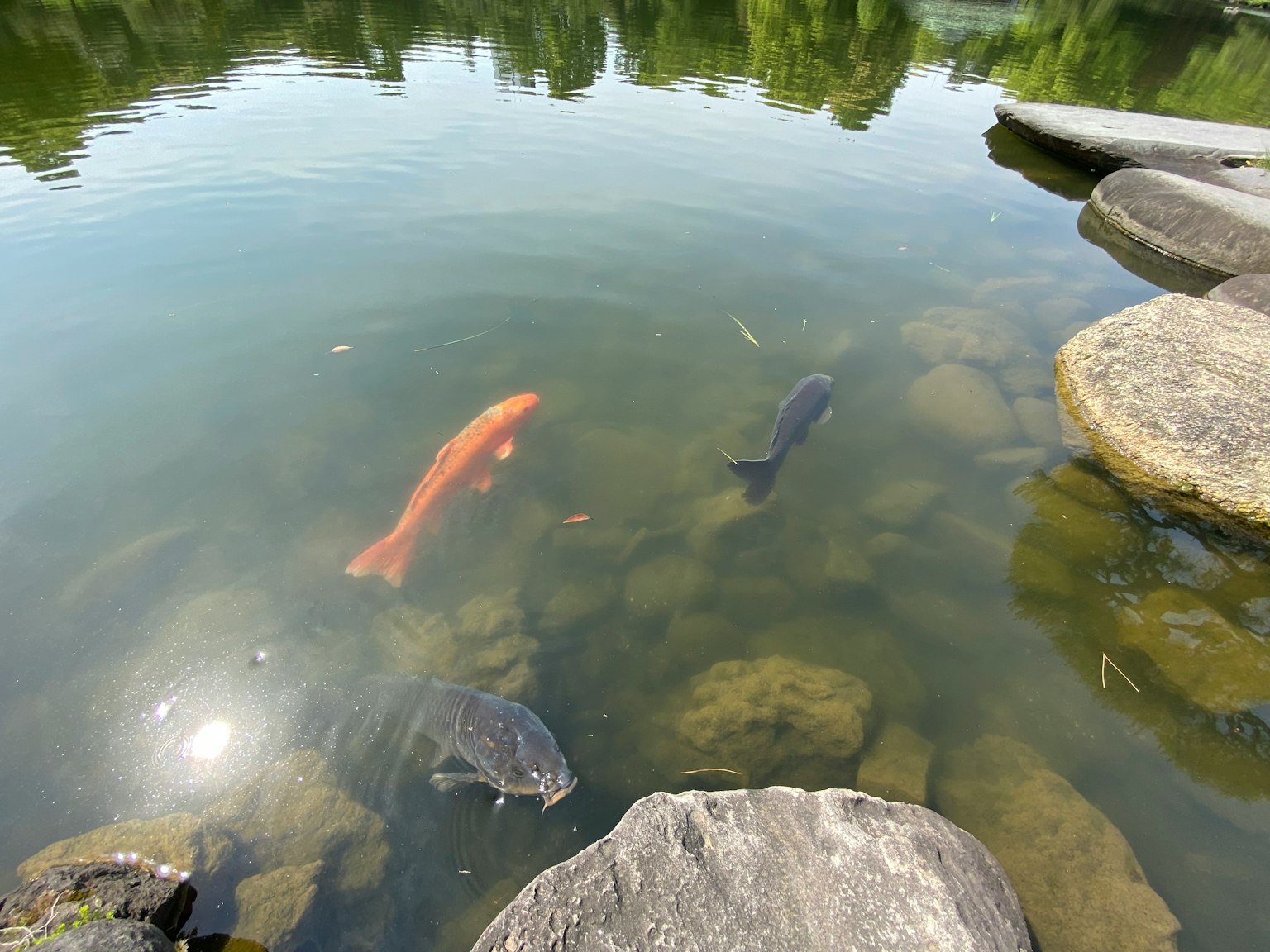 Pemandangan bawah air dengan ikan oranye dan hitam berenang di antara batu