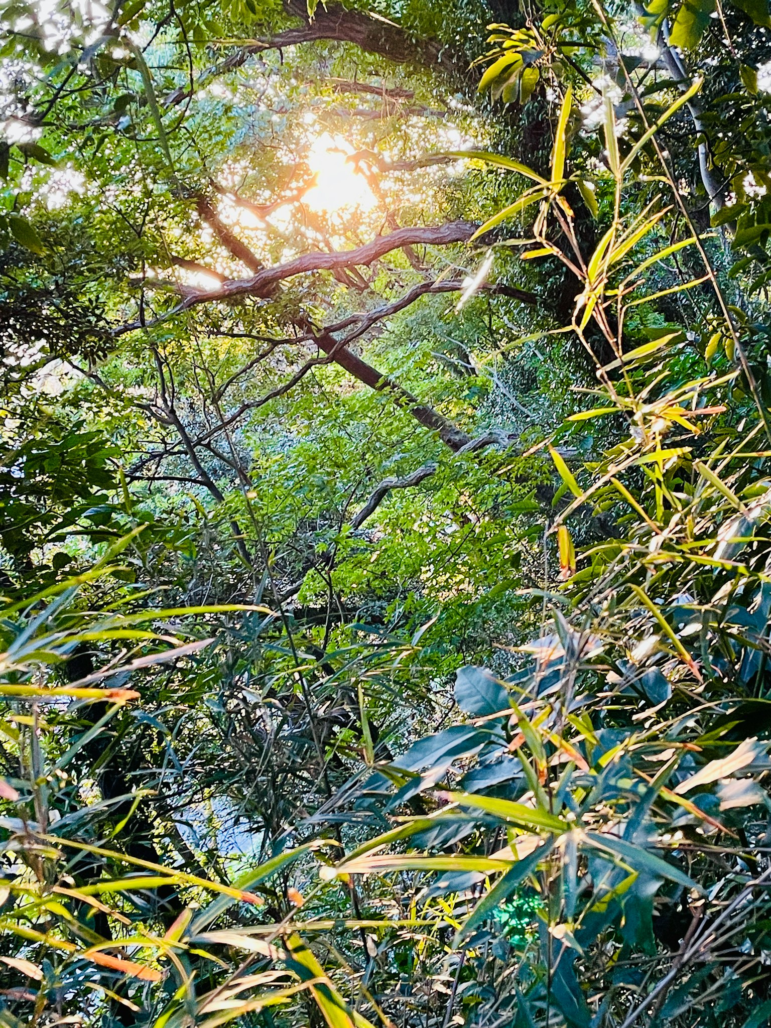 Luz del sol filtrando a través de un exuberante bosque de bambú