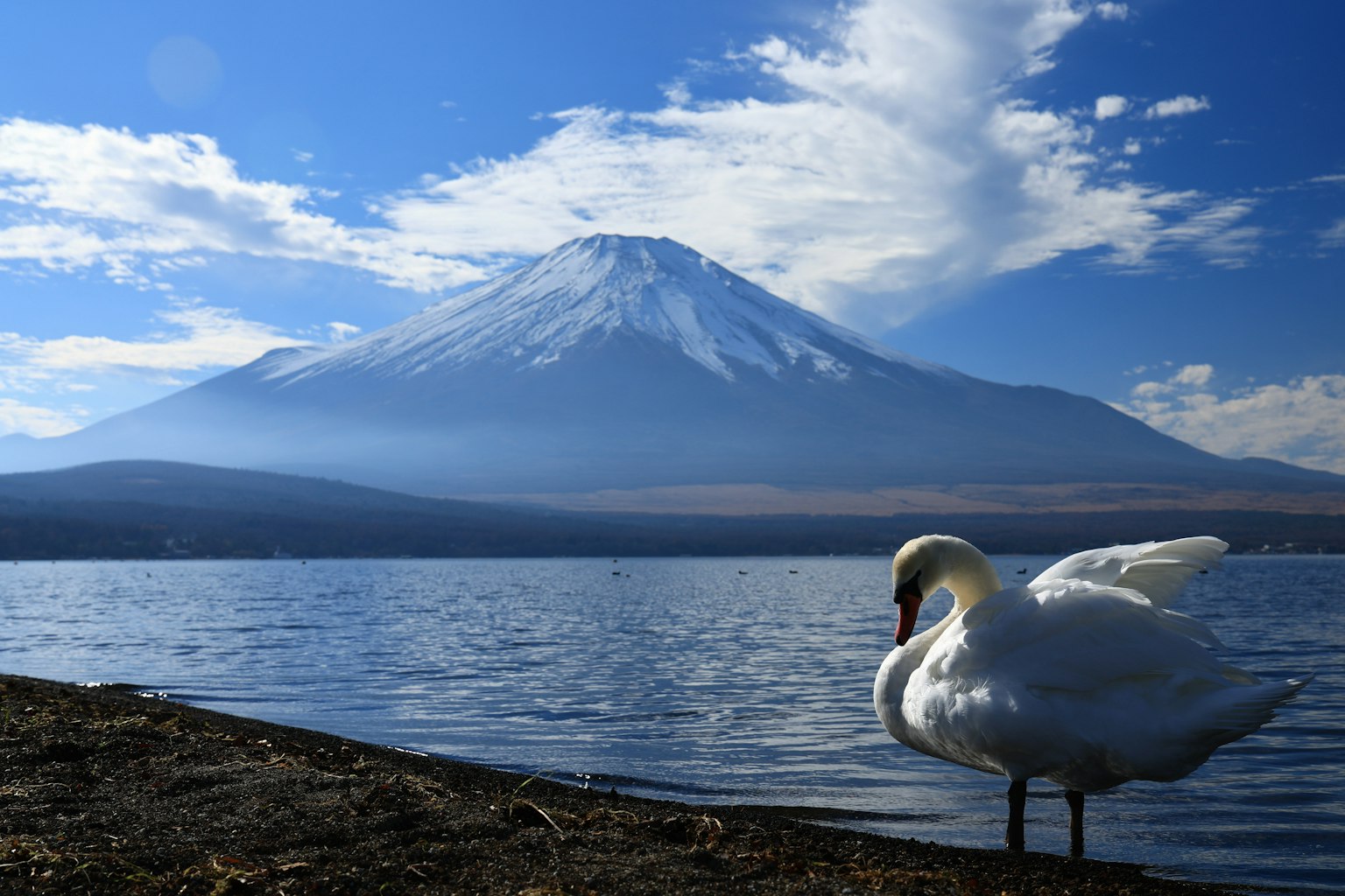 Pemandangan indah dengan Gunung Fuji dan seekor angsa di tepi danau