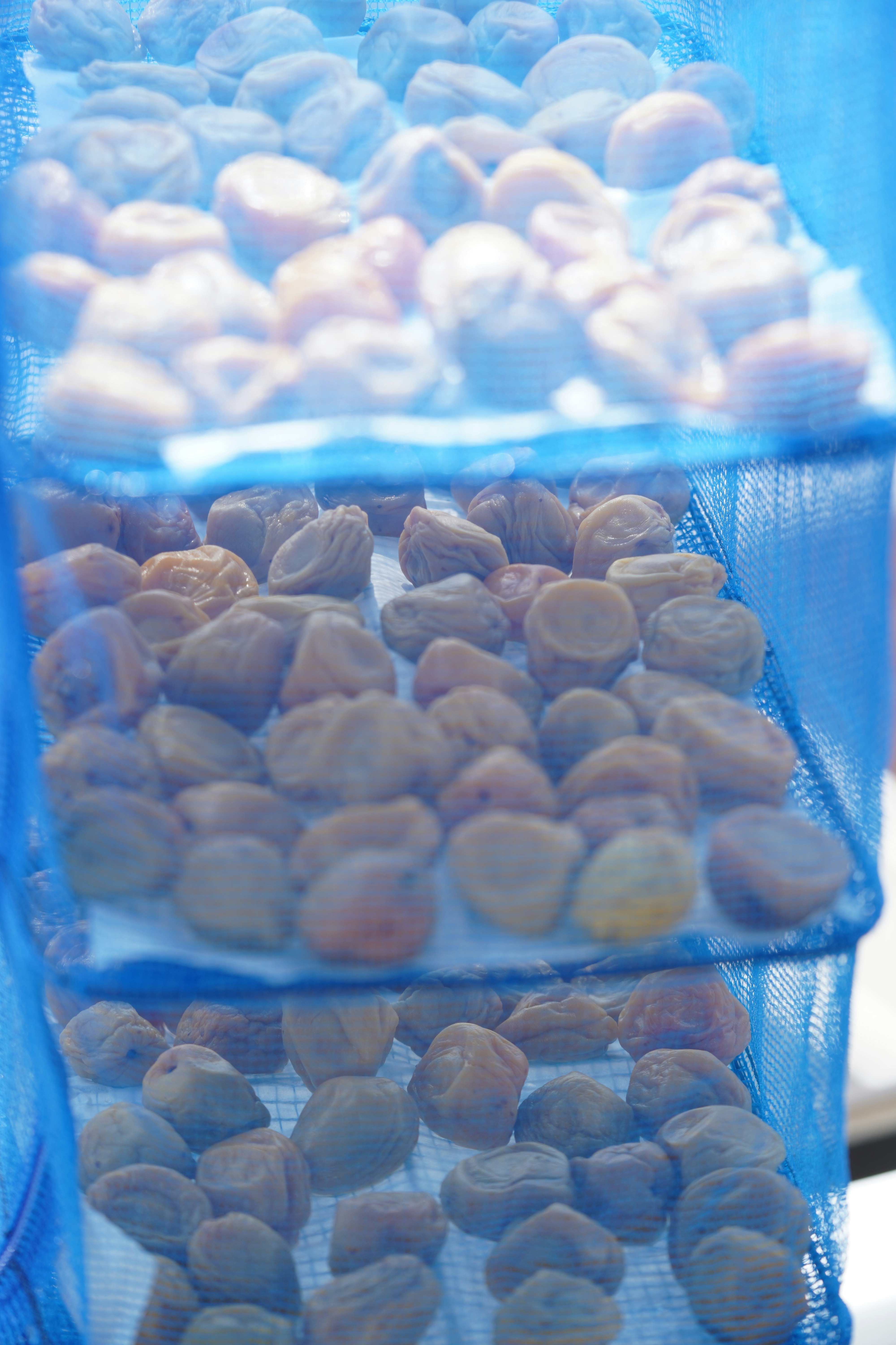 藍色網袋裡堆放的圓形貝殼狀石頭