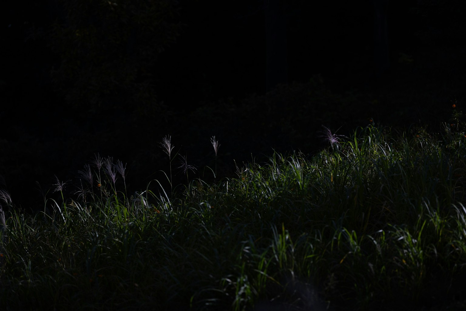 Silhouette von Gras und Schilfrohr vor einem dunklen Hintergrund
