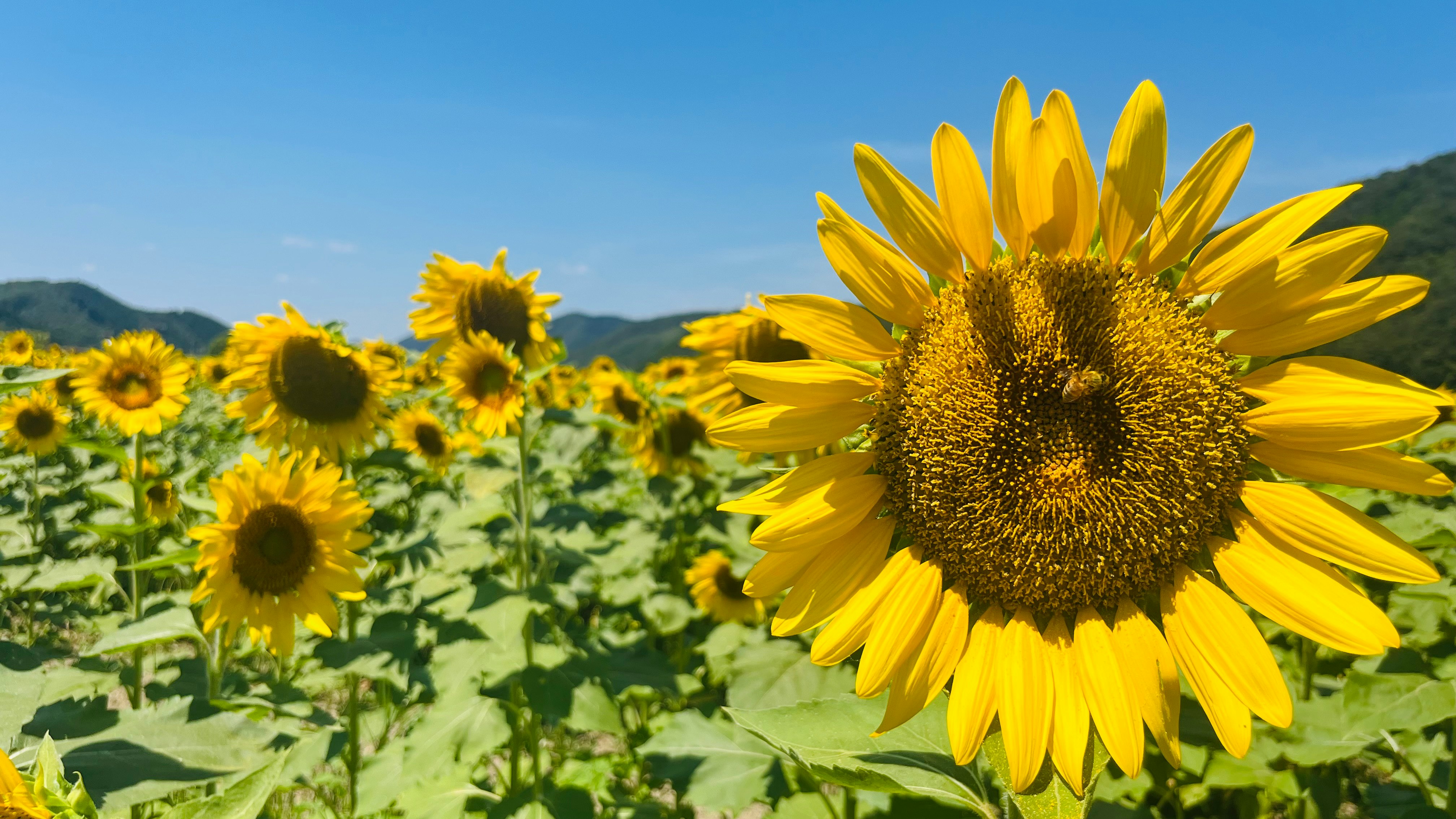 girasoli gialli in un campo sotto un cielo azzurro