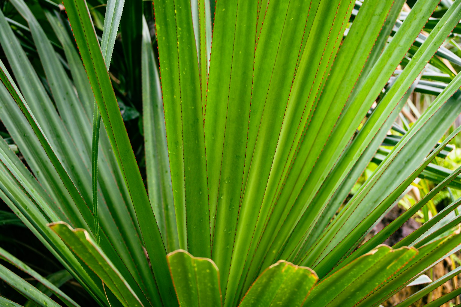 Close-up tanaman dengan daun hijau lebar