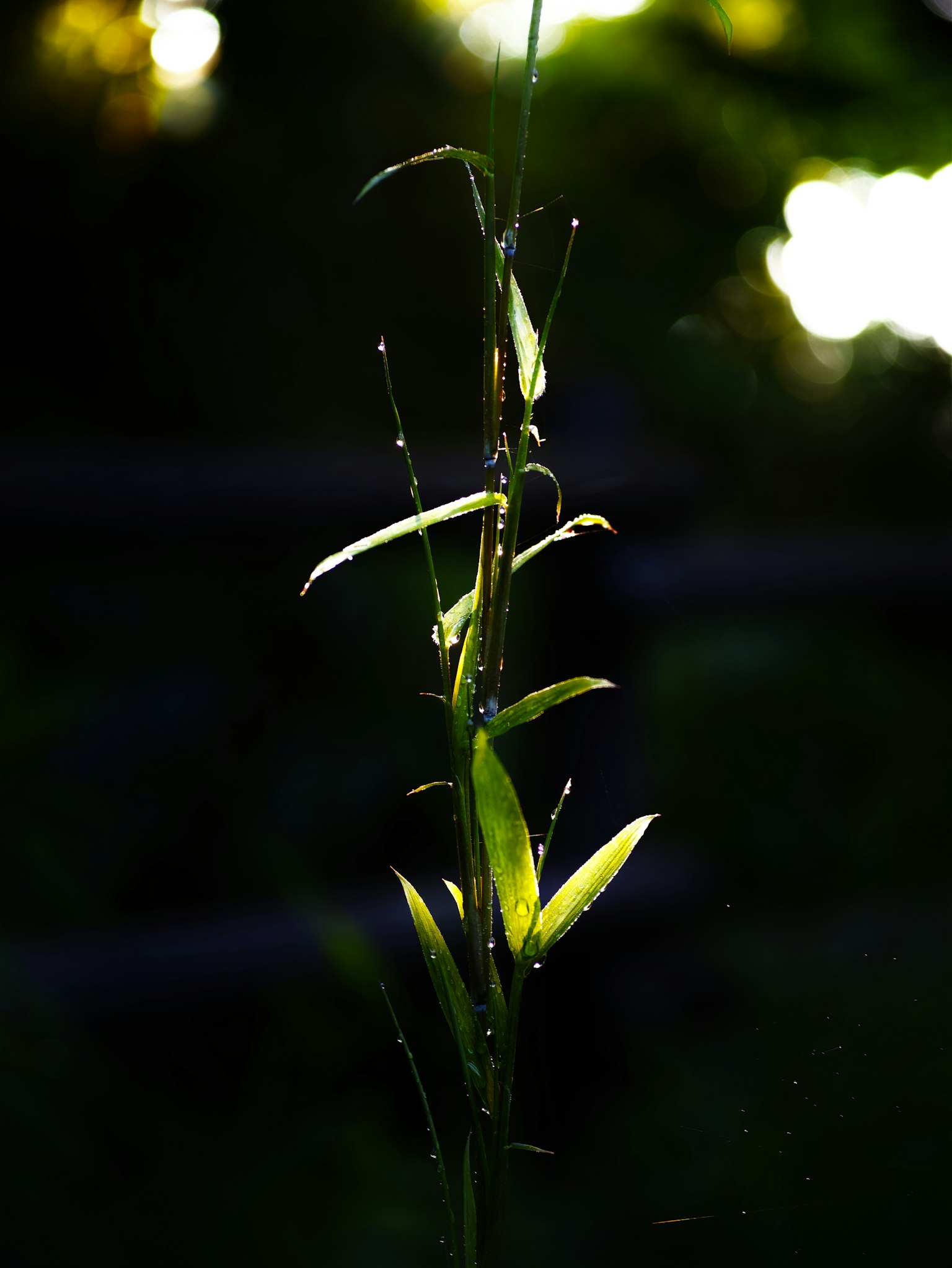 Green plant silhouetted against a light background