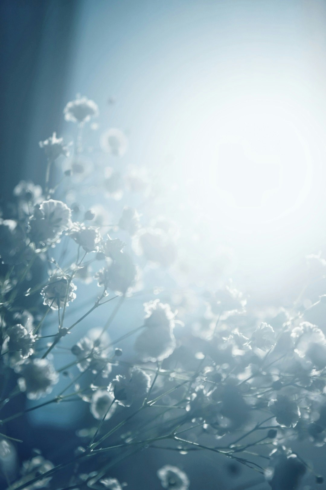 光に照らされたかすみ草の花の群れ