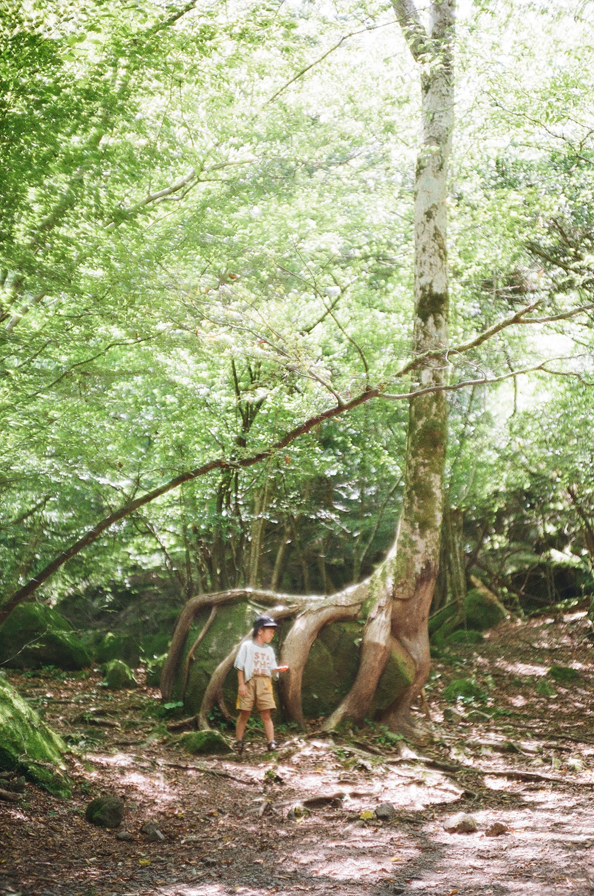 森の小道を歩く人物と大きな木々の自然風景