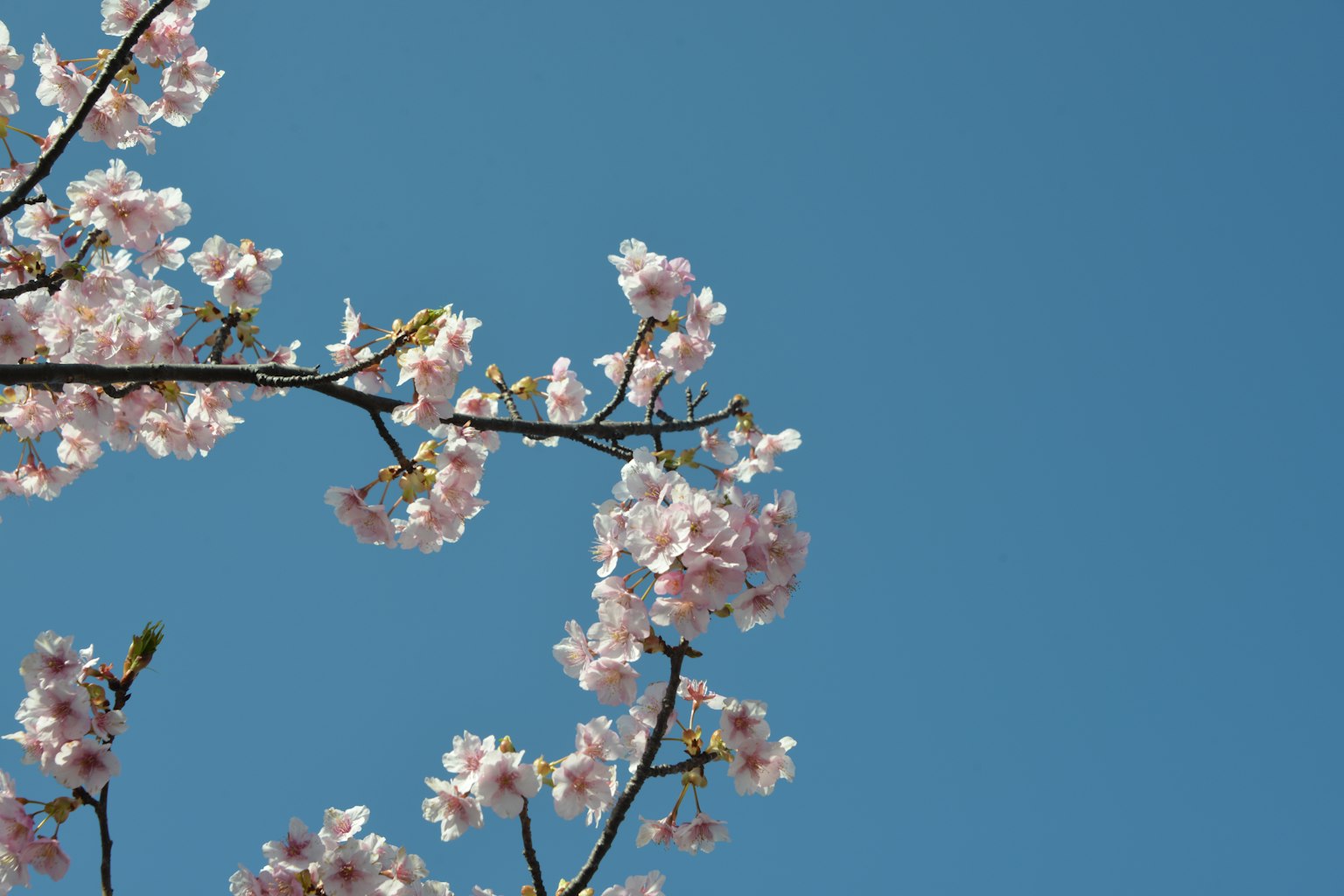Ramas de cerezo en flor contra un cielo azul