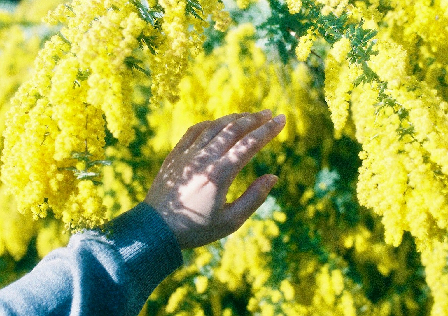 一只手伸出触碰鲜艳的黄色花朵