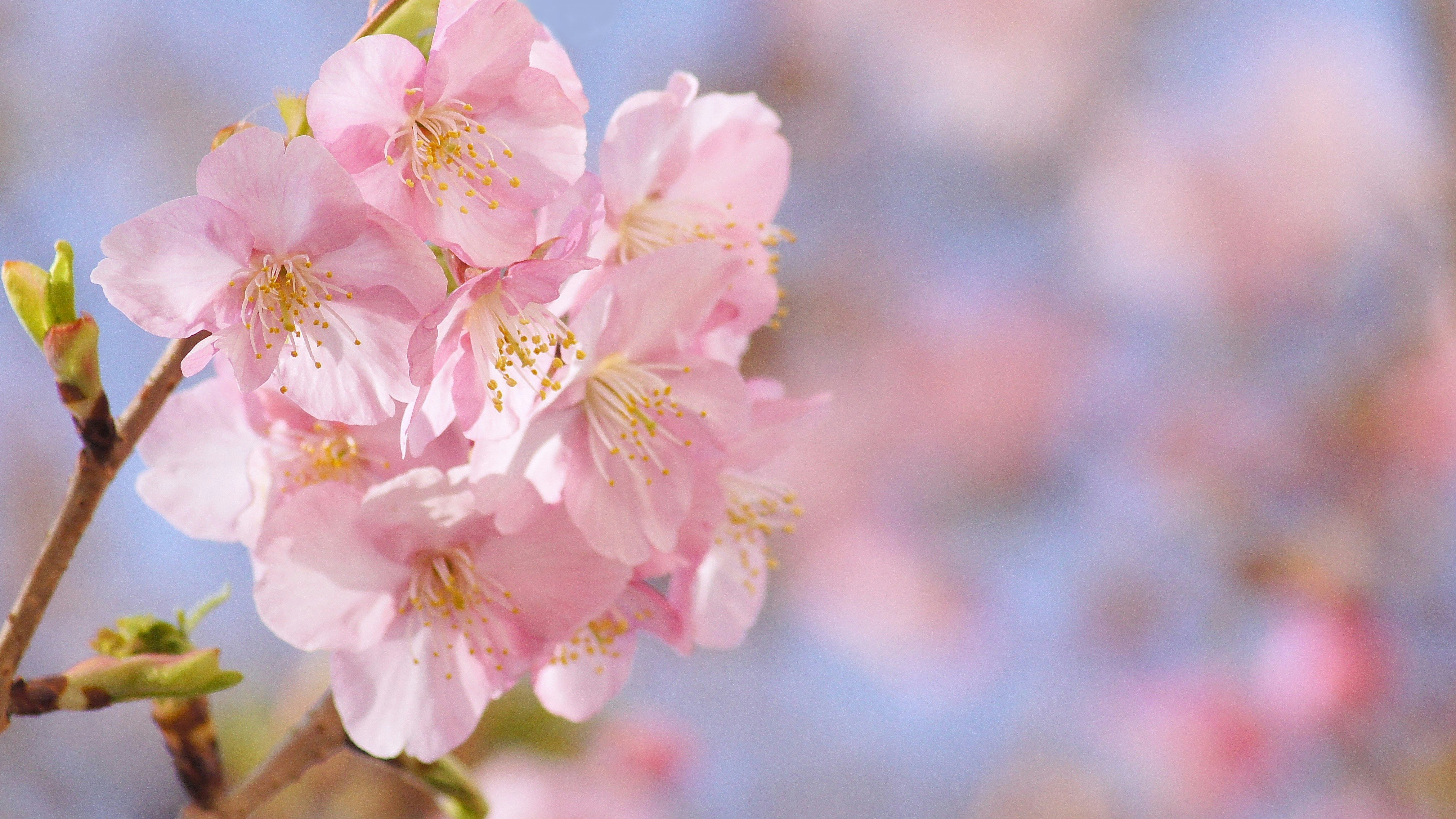 河津桜の淡いピンクの花が咲く春の枝先