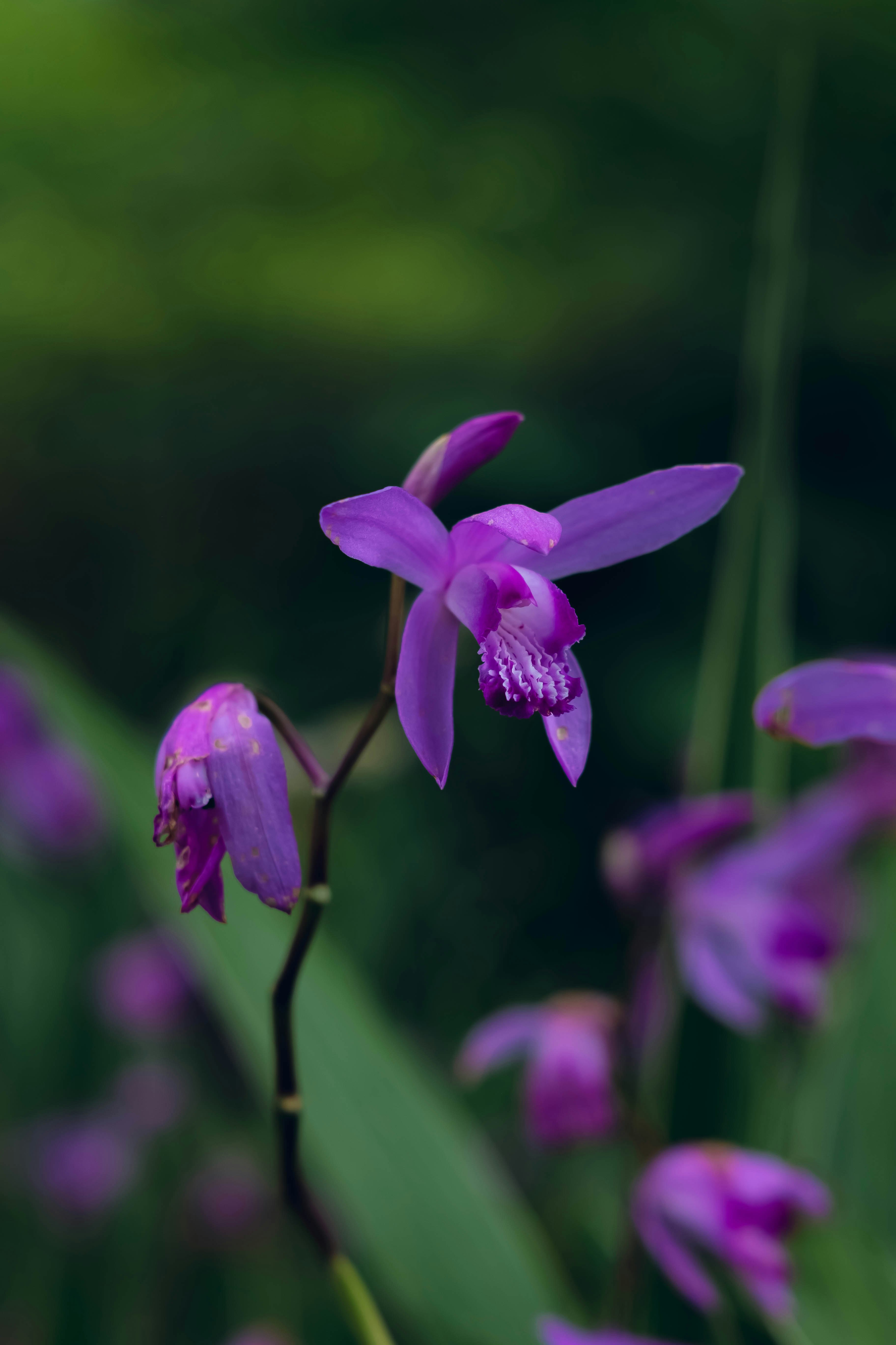 紫色兰花花朵特写