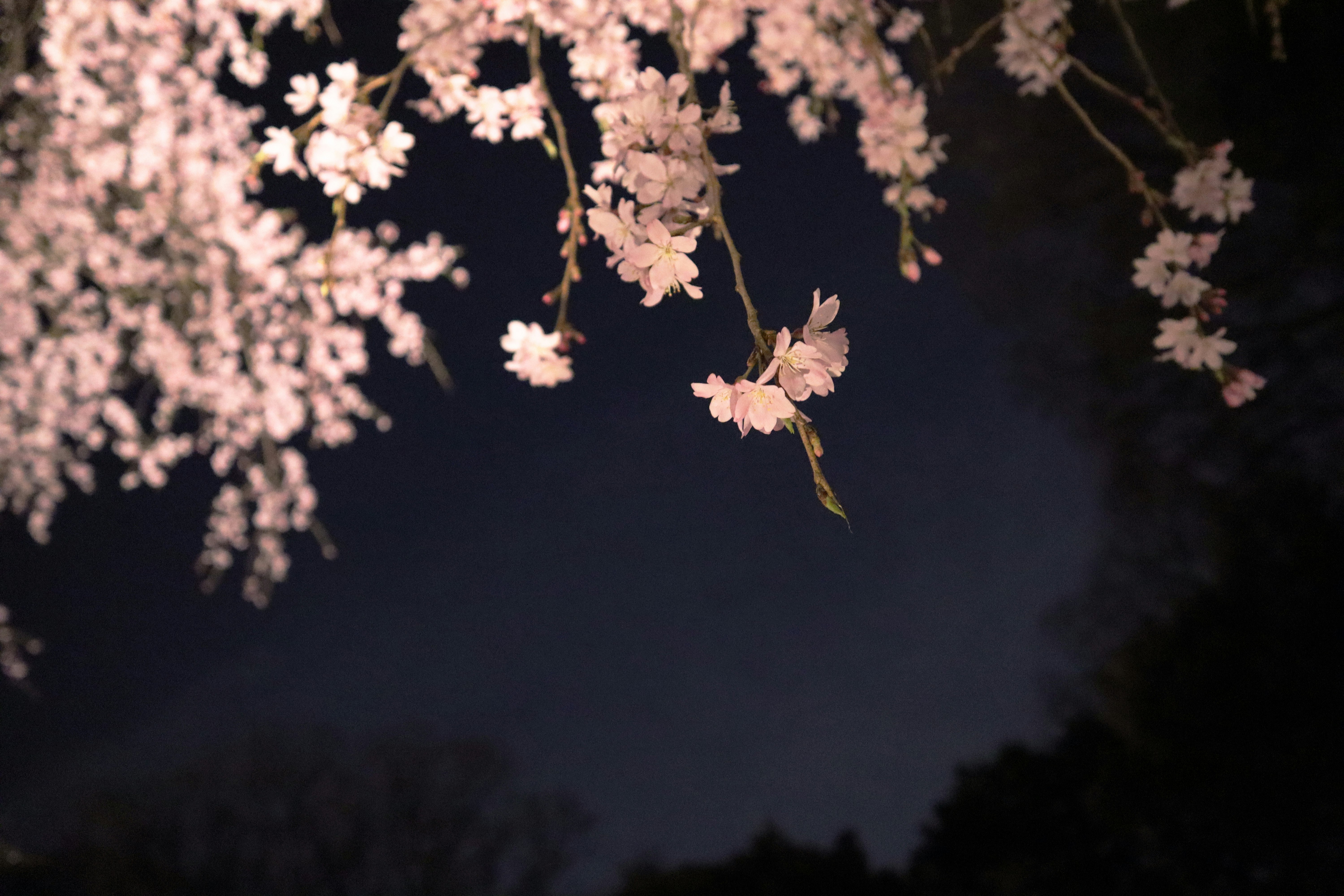 夜空に浮かぶ桜の枝としだれ桜の花