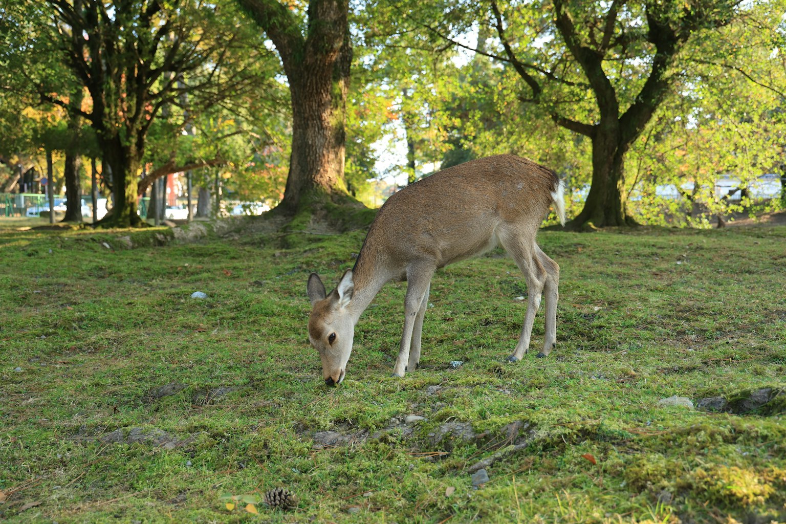 Reh weidet in einem grünen Park