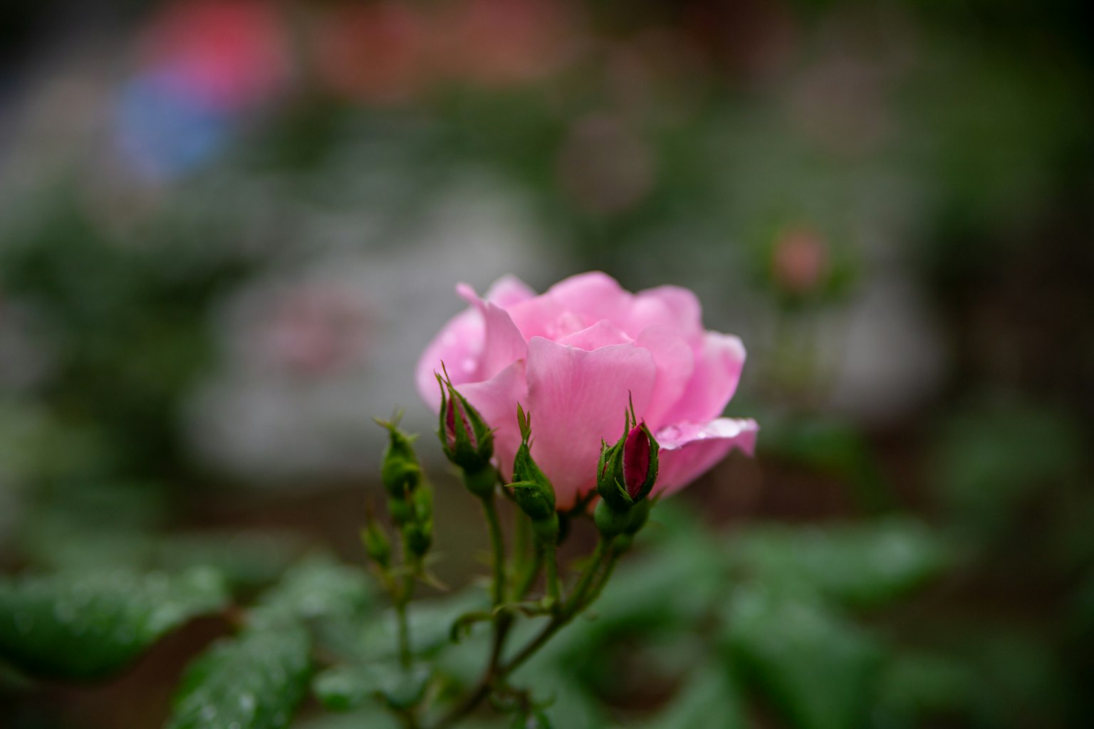 被雨水覆蓋的粉紅玫瑰花和花苞