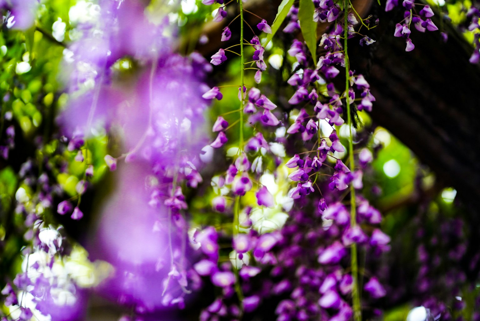 Close-up of wisteria flowers hanging in purple clusters