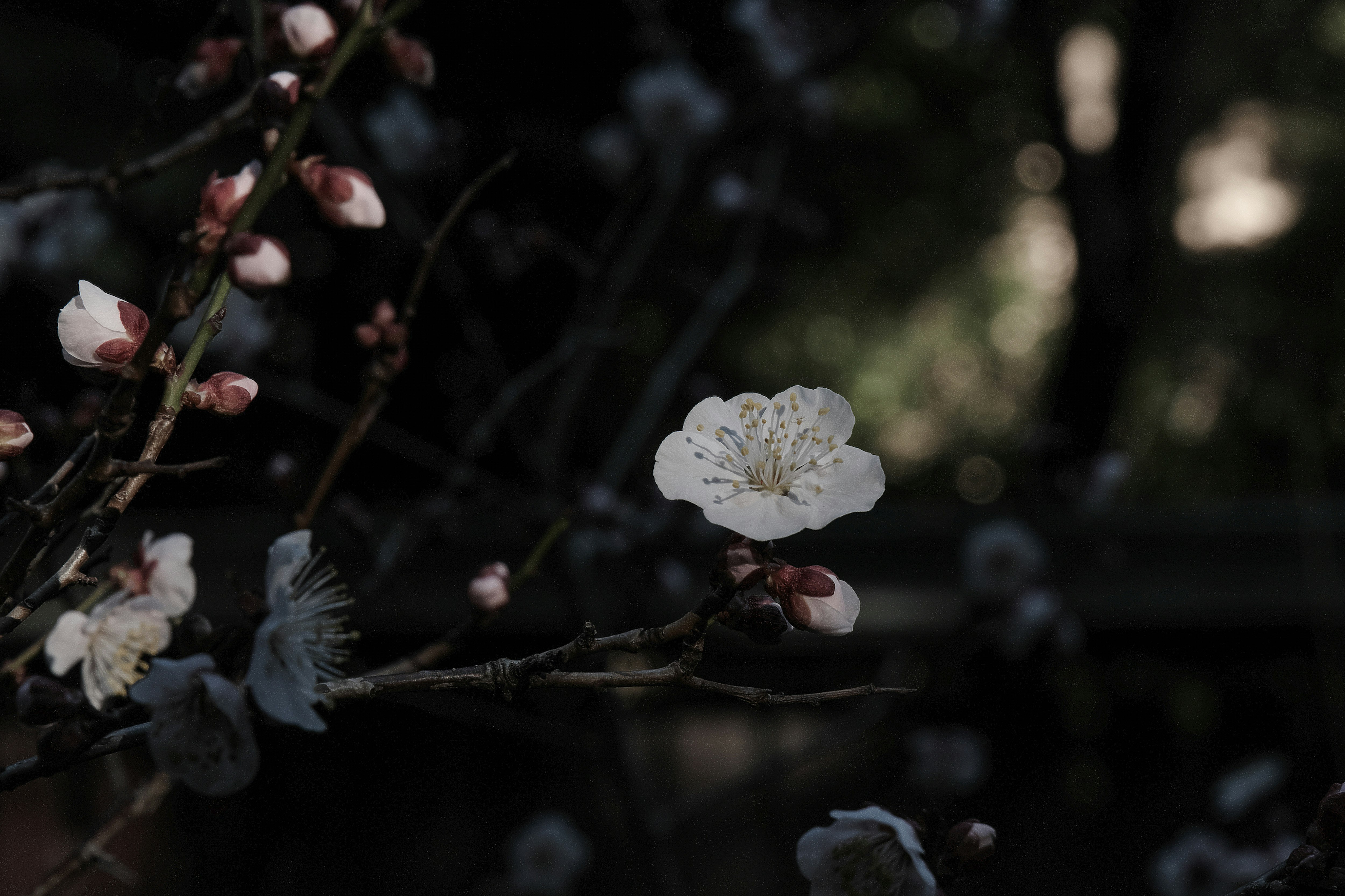 梅の花が咲く枝先のクローズアップ