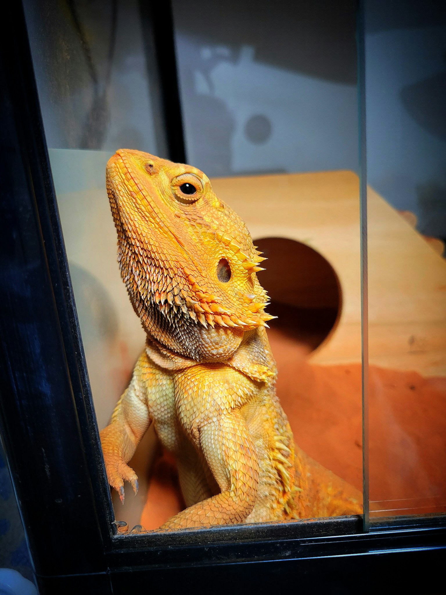 A close-up of a yellow bearded dragon looking up inside a glass enclosure