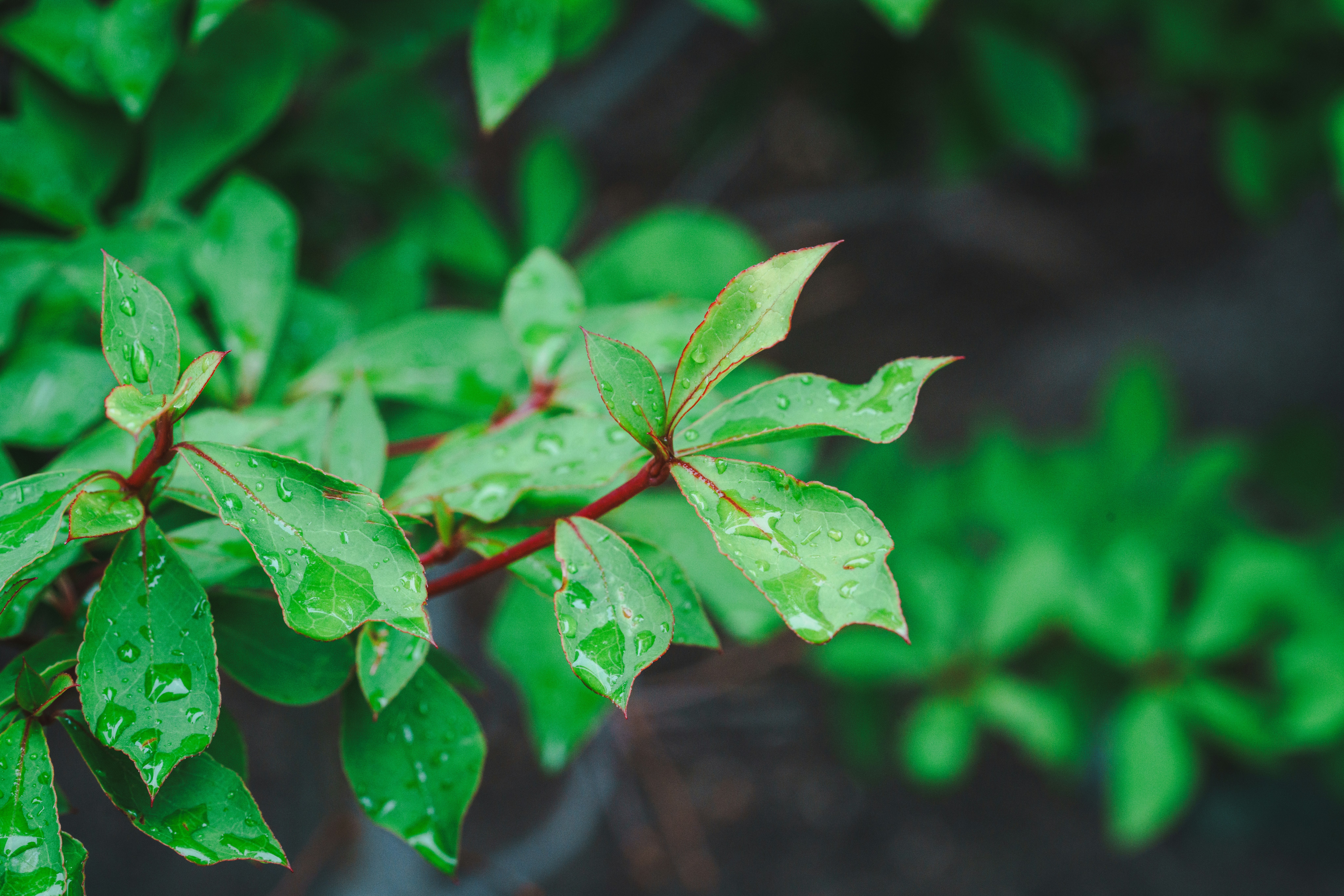 雨粒のついた緑の葉が手前に広がる植物のクローズアップ