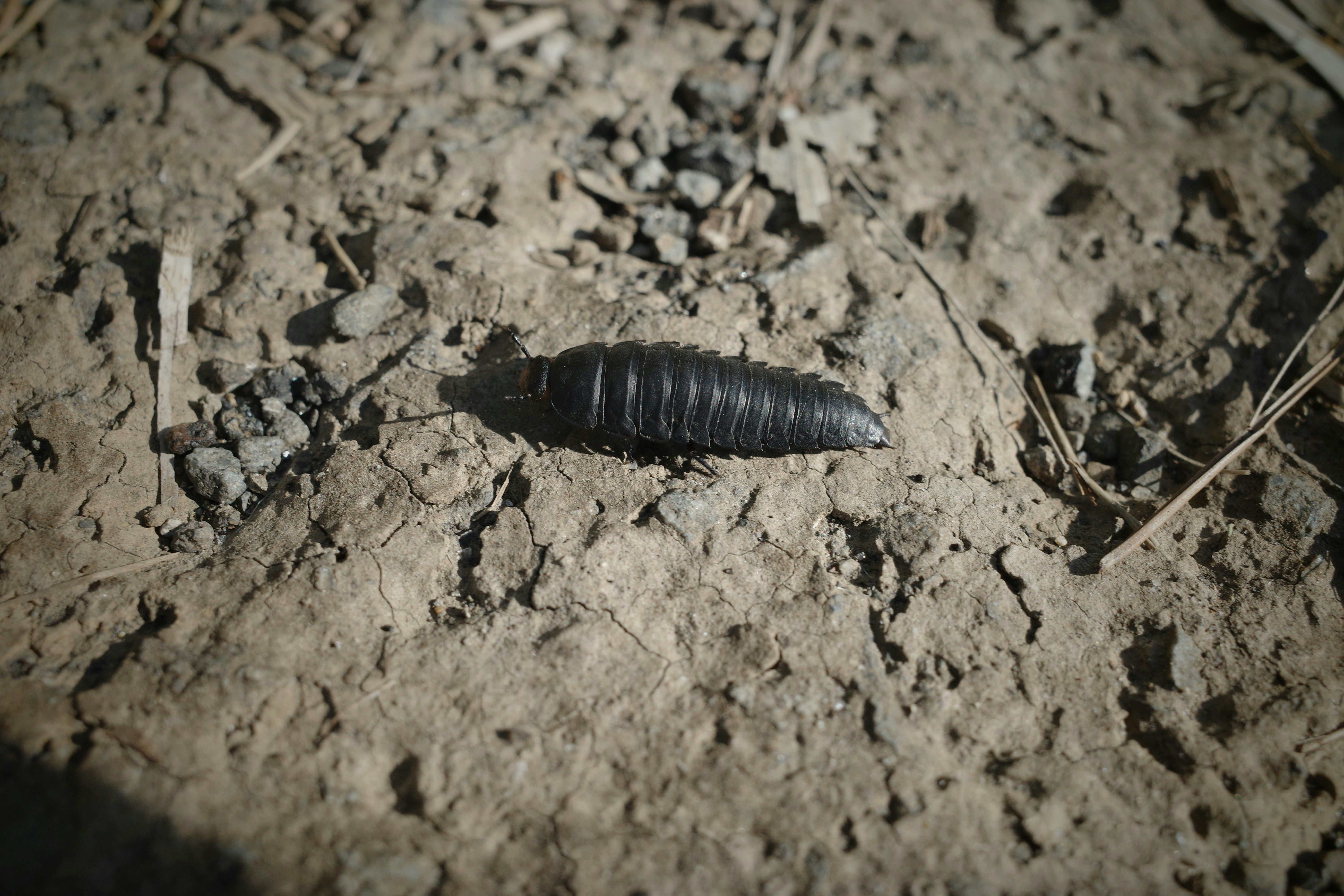 black worm-like insect on dry soil