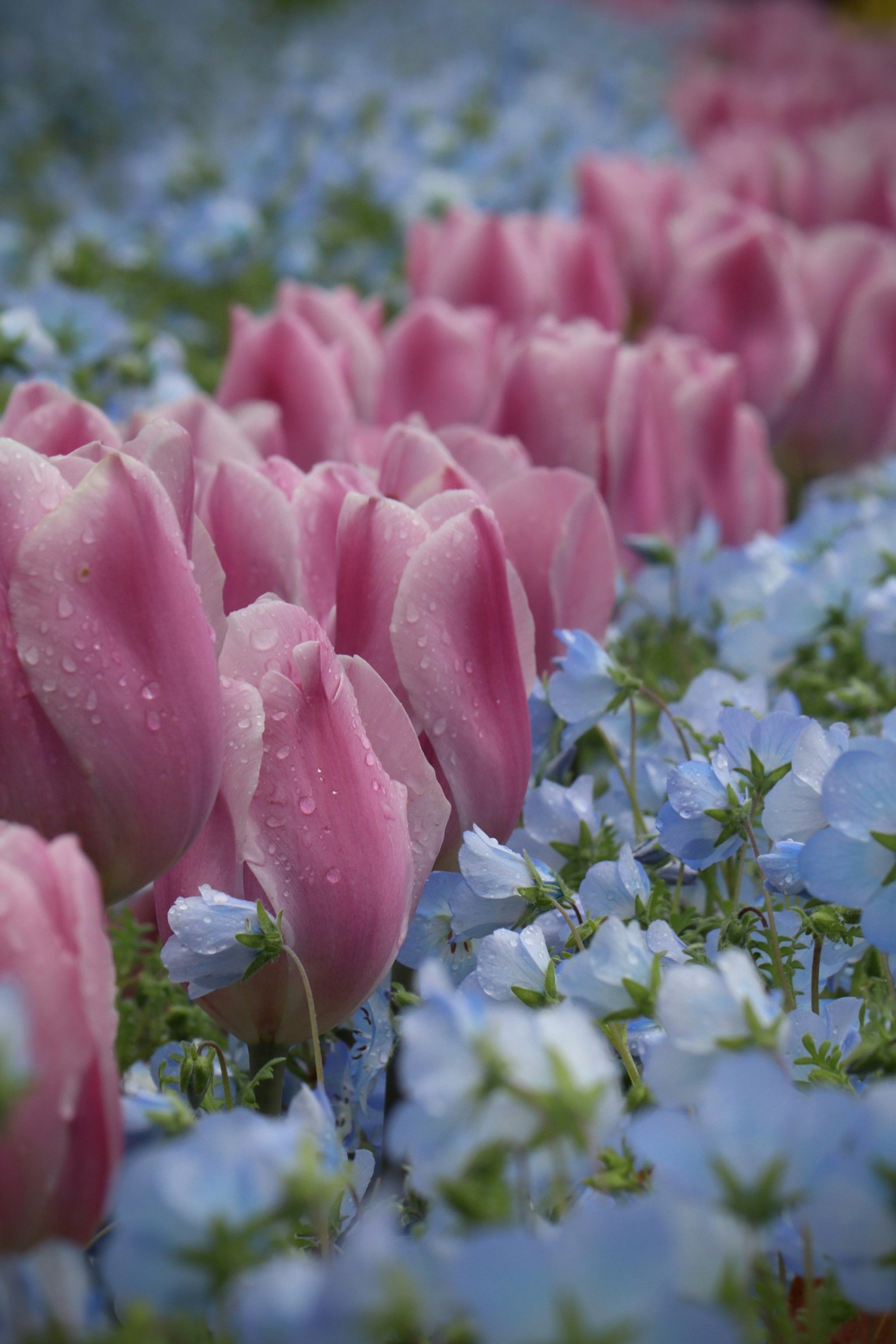 ทิวทัศน์ที่สวยงามมีทิวลิปสีชมพูและดอกไม้สีน้ำเงิน
