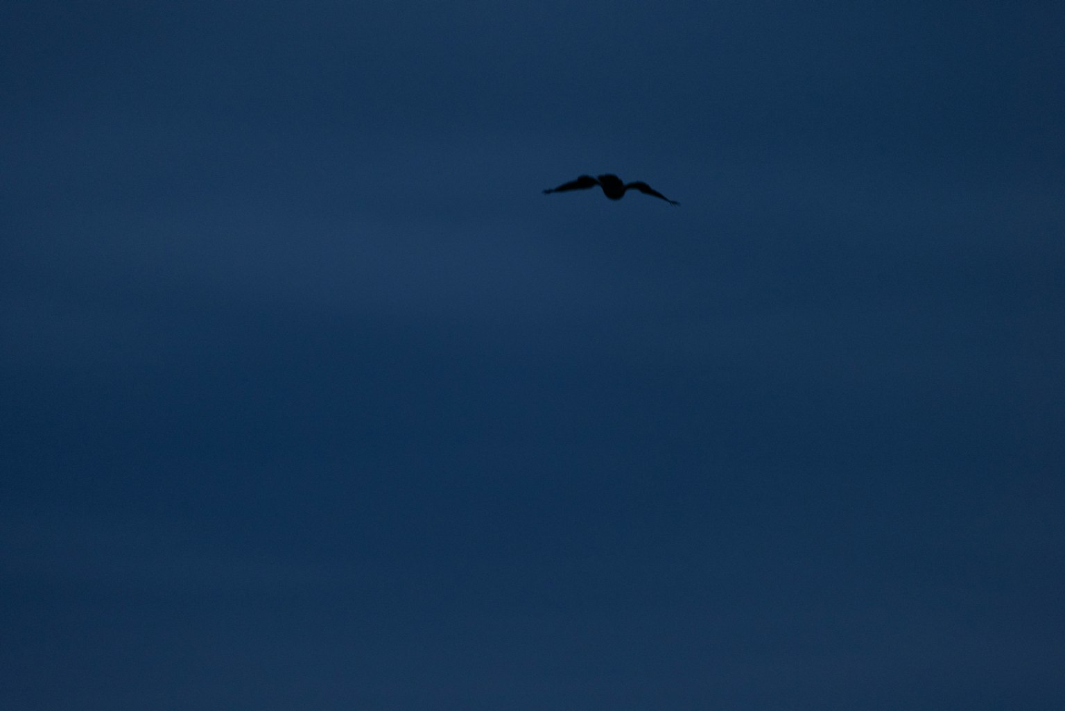 Silhouette eines Vogels, der in einem dunklen Himmel fliegt