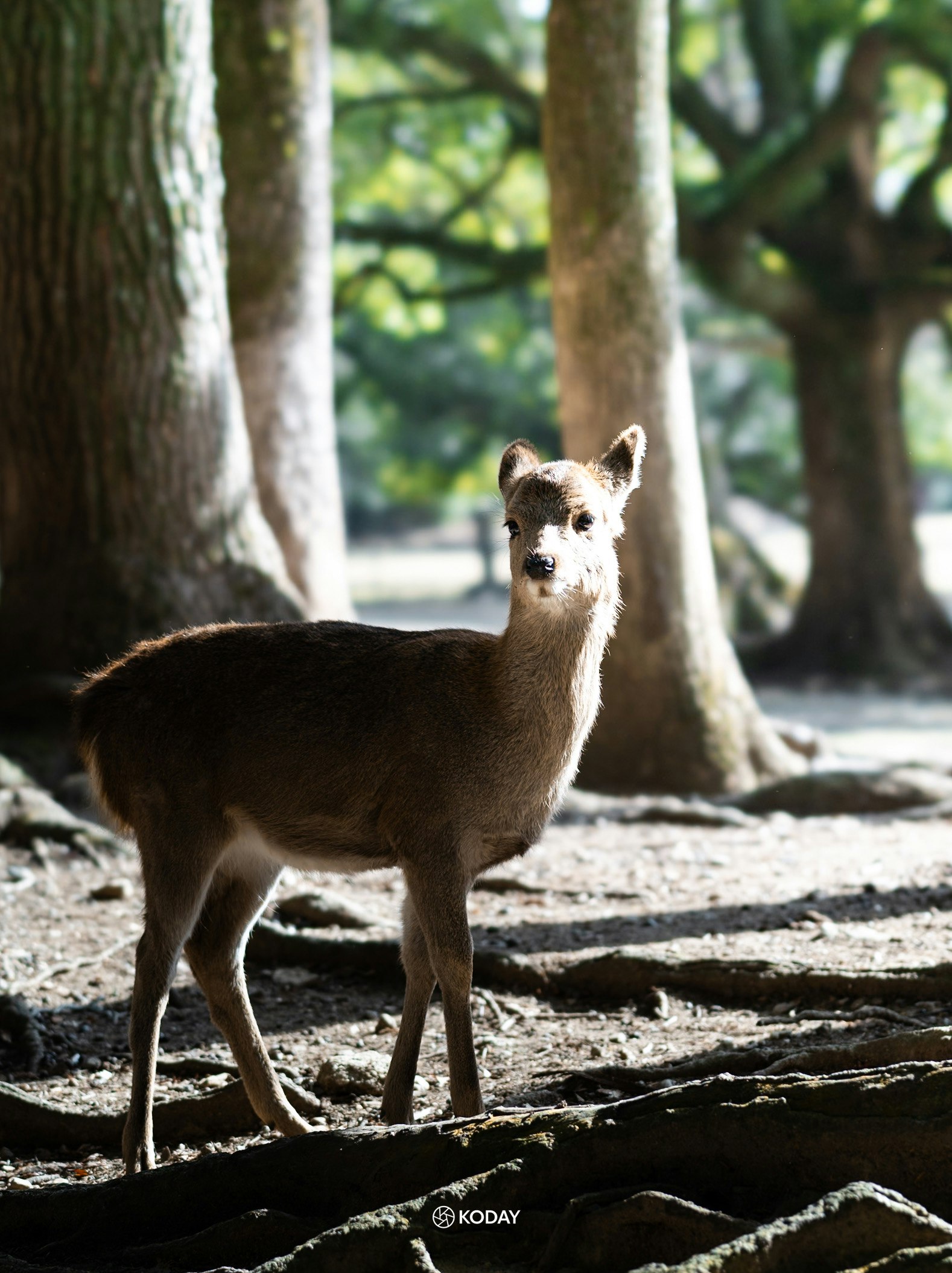 森の中に立つ小さな鹿の姿と周囲の木々