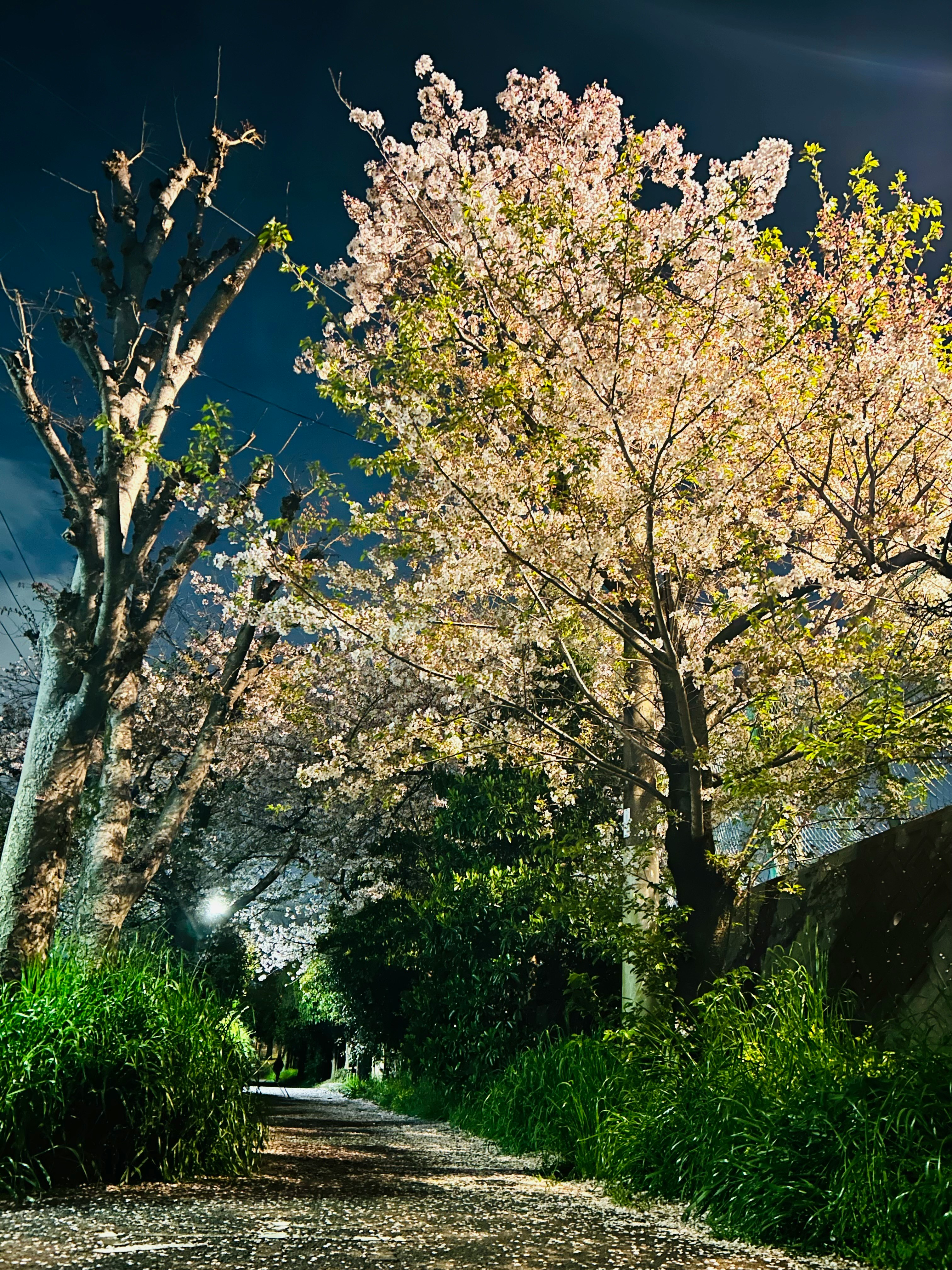 夜の並木道に咲く桜の花と新緑