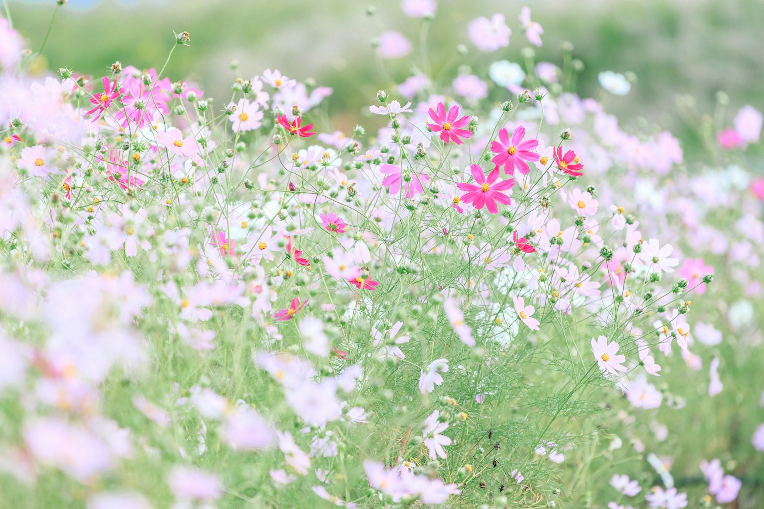 Un paesaggio di fiori colorati che fioriscono in un prato
