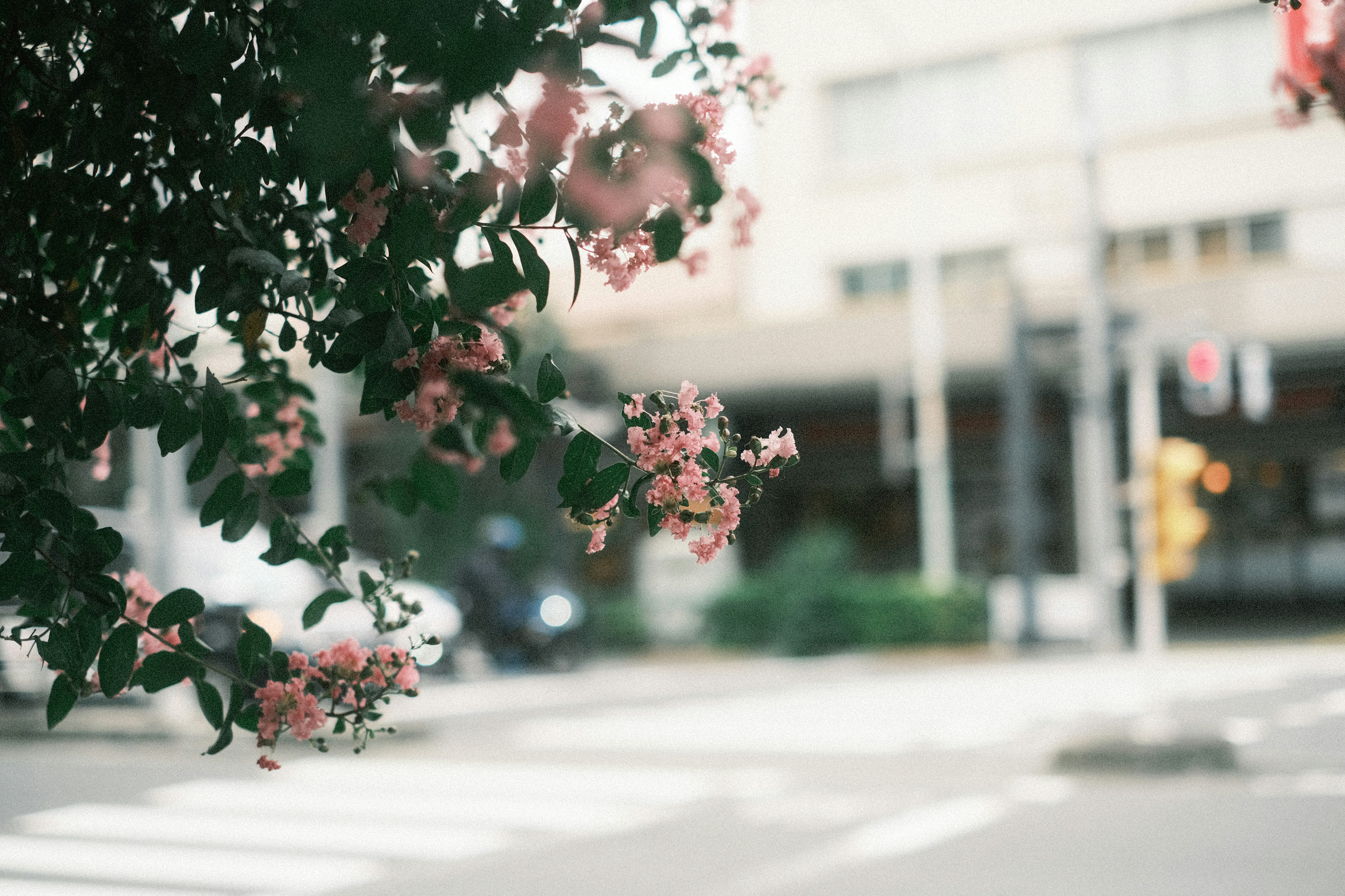 街路樹の枝に咲くピンクの花と街並み