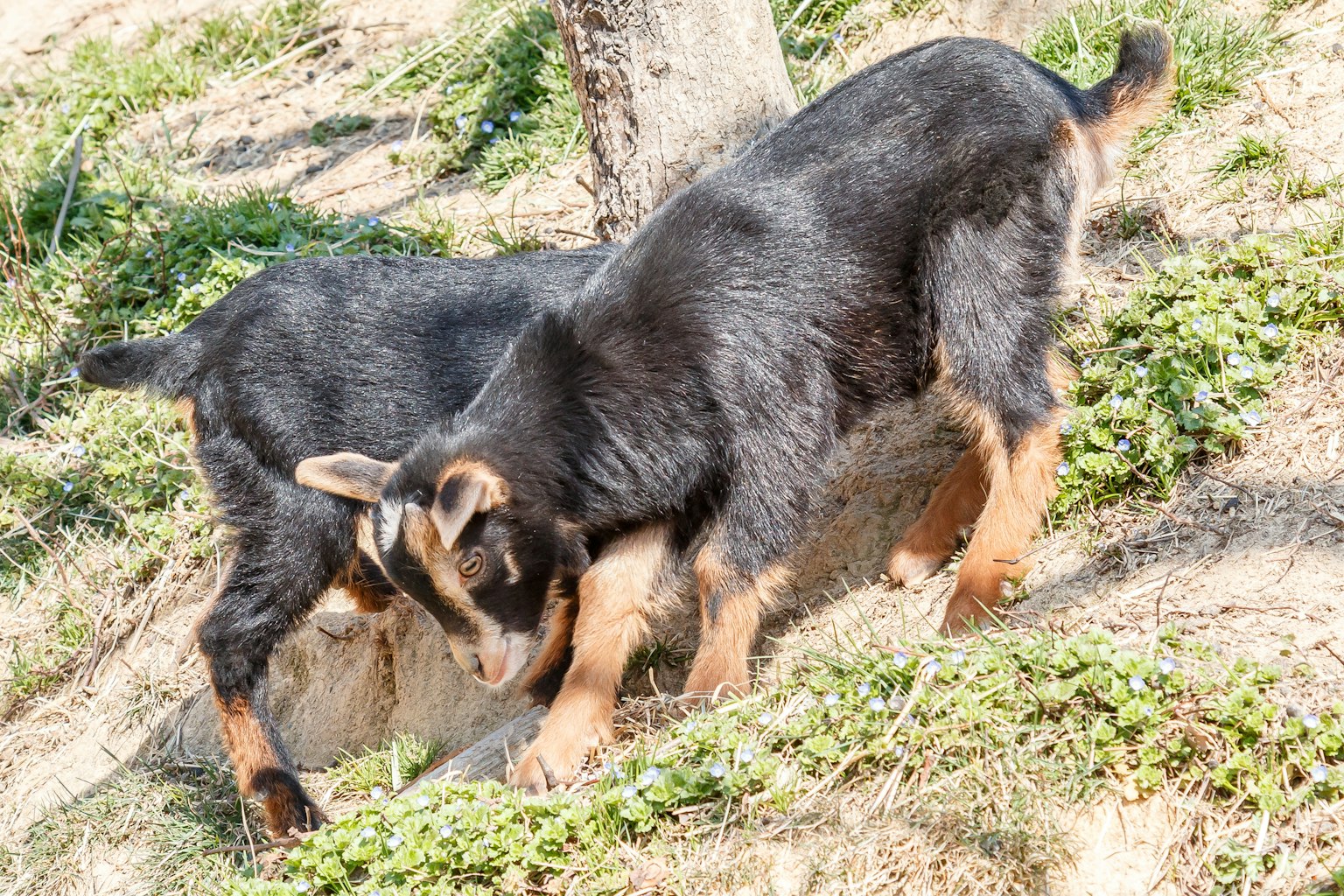 Dua kambing hitam menggali tanah