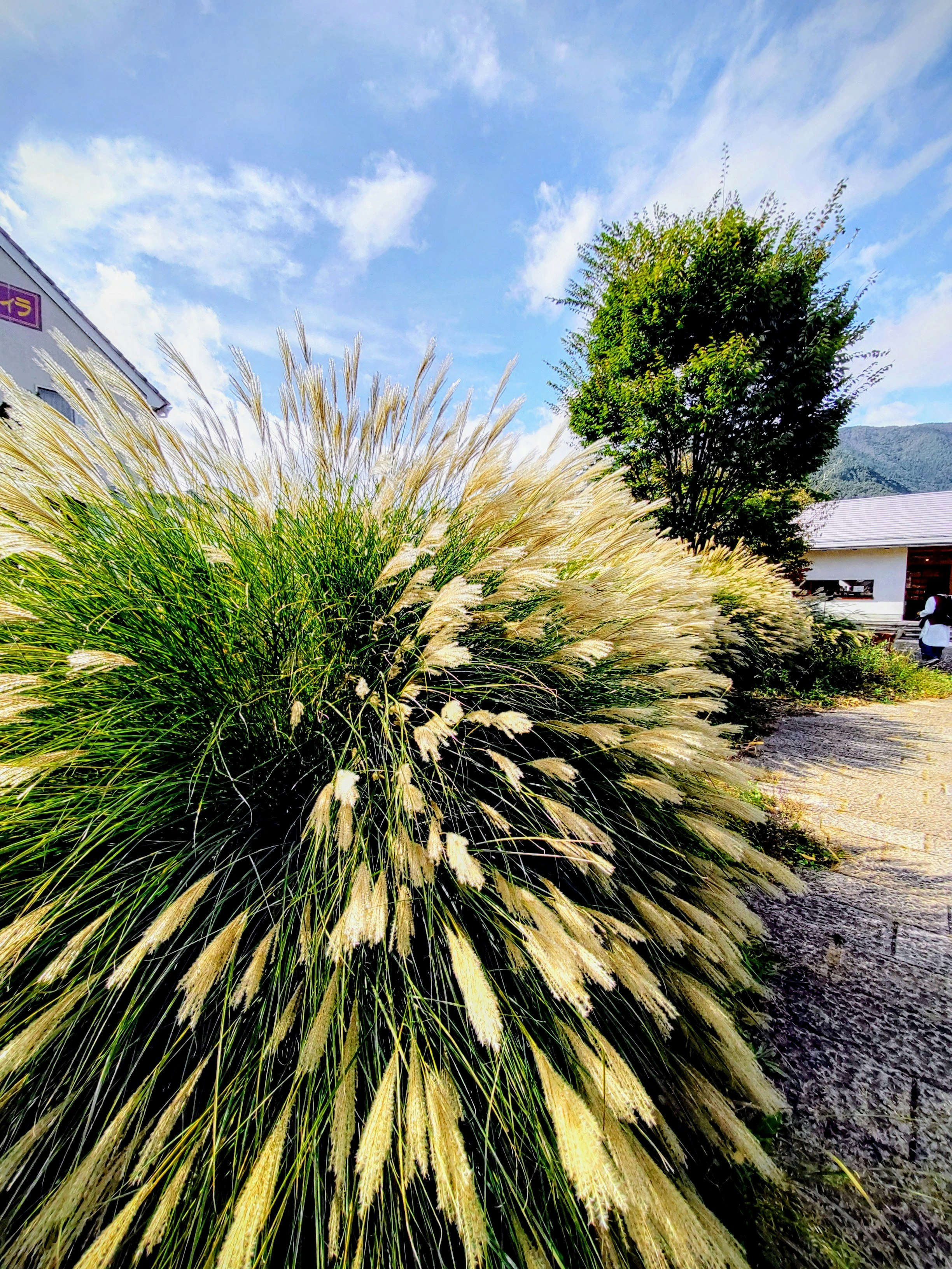 庭先の観葉植物と小さな建物のある風景