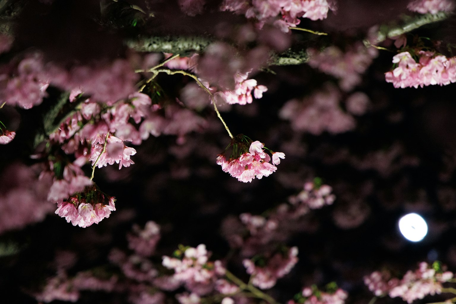 photo-ca9f4KPnqUkFtWJ4zjrP-image