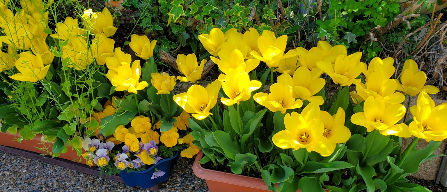 Fiori gialli vibranti che sbocciano in un vaso da giardino