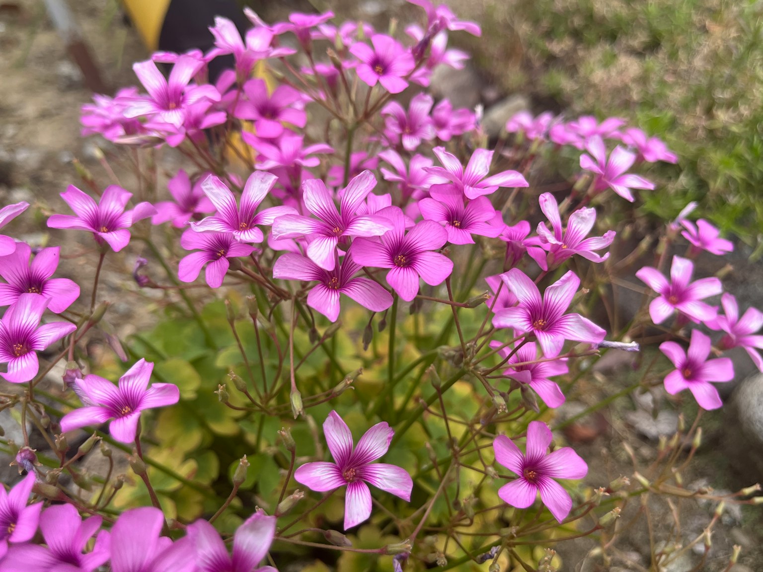 Close-up of a plant with small pink flowers