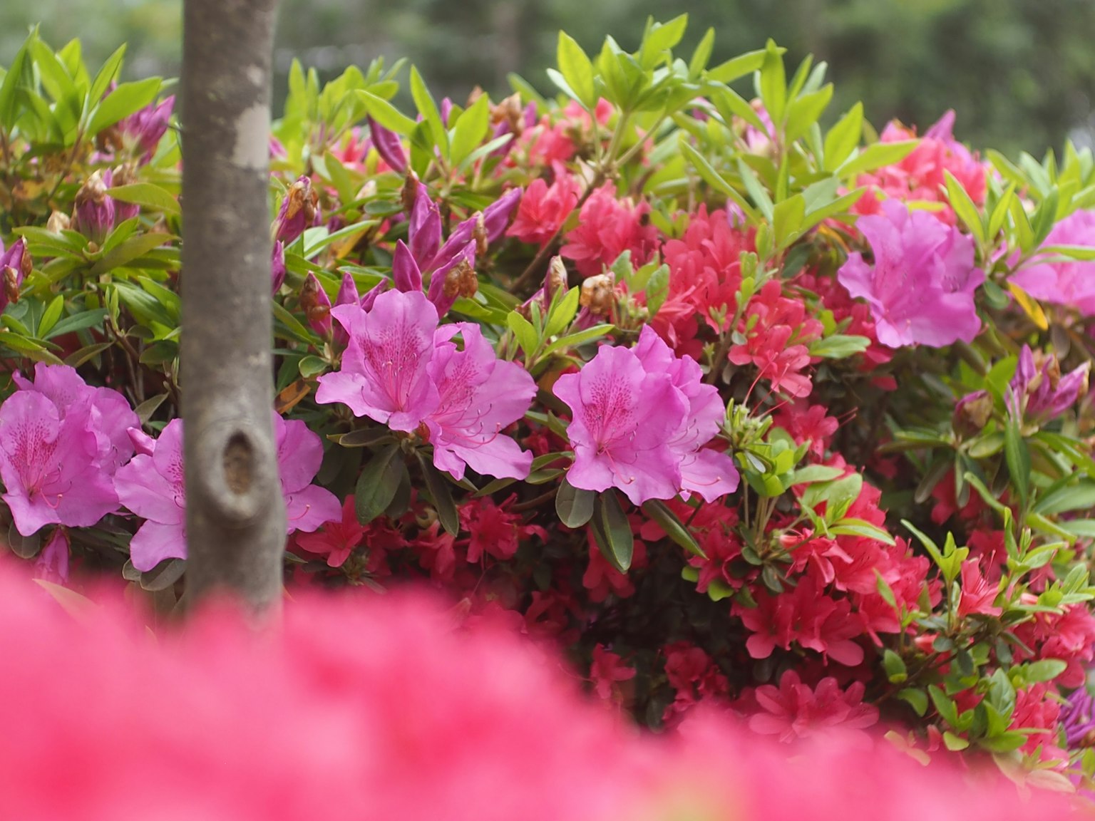Fiori di azalea vivaci in diverse tonalità che fioriscono