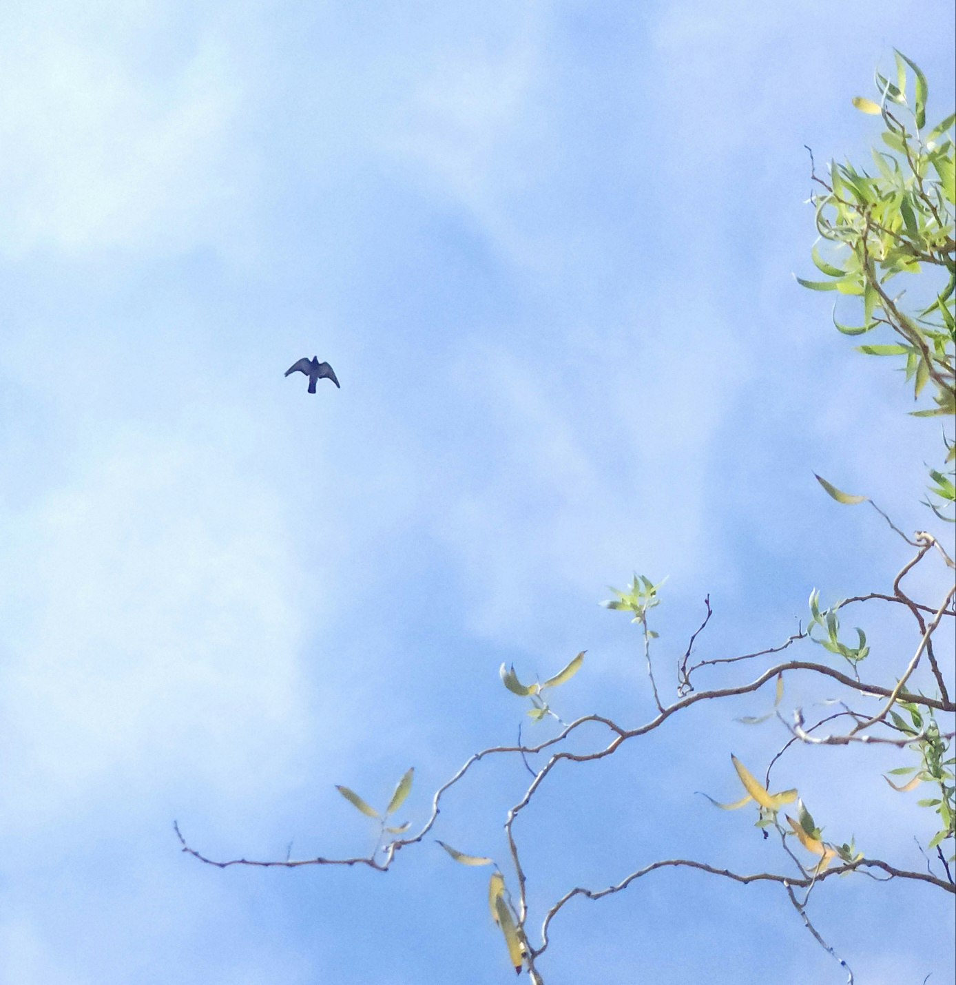 青空を背景に枝先で羽ばたく鳥