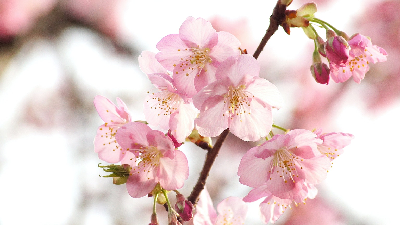 Imagen en primer plano de flores de cerezo en flor