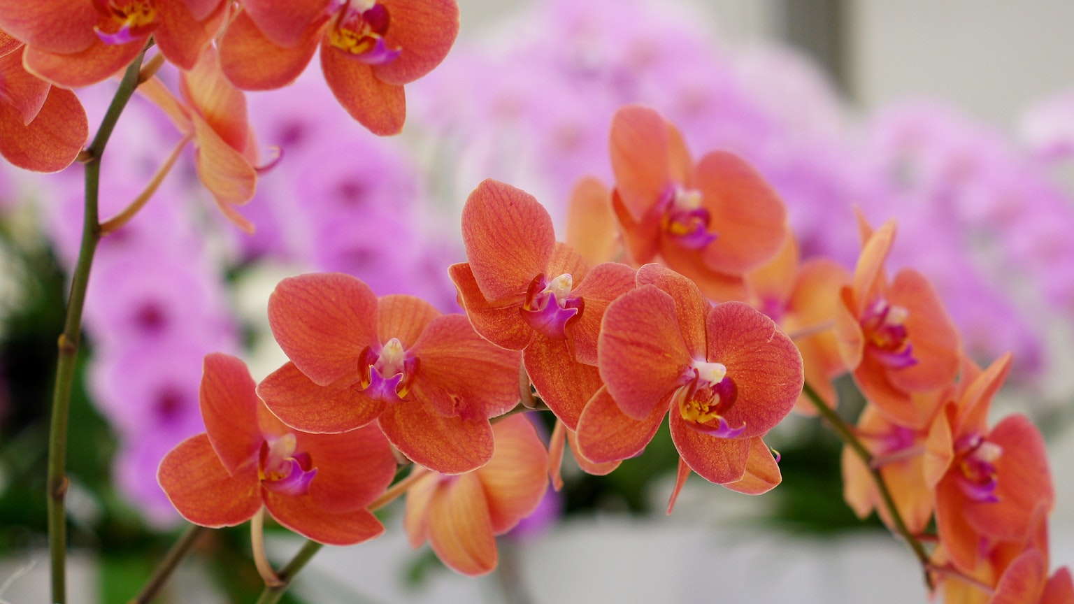 Hoa lan màu cam rực rỡ với hoa màu tím ở nền