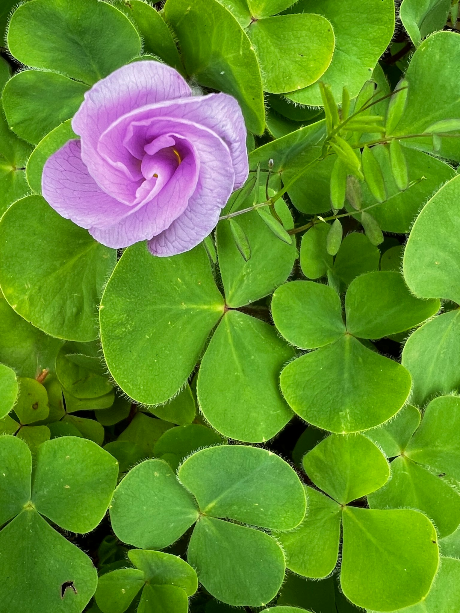 Lila Blume blüht zwischen grünen Kleeblättern