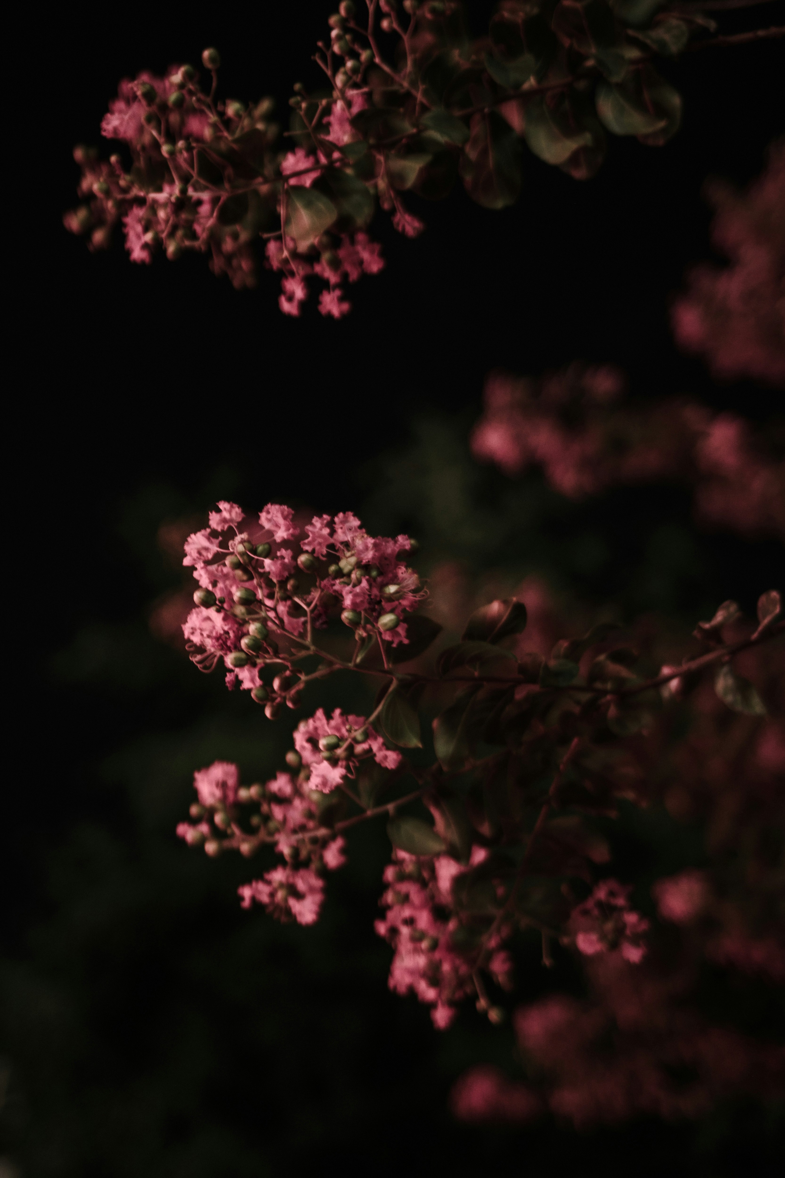 赤い提灯の灯りに照らされた夜の百日紅の花