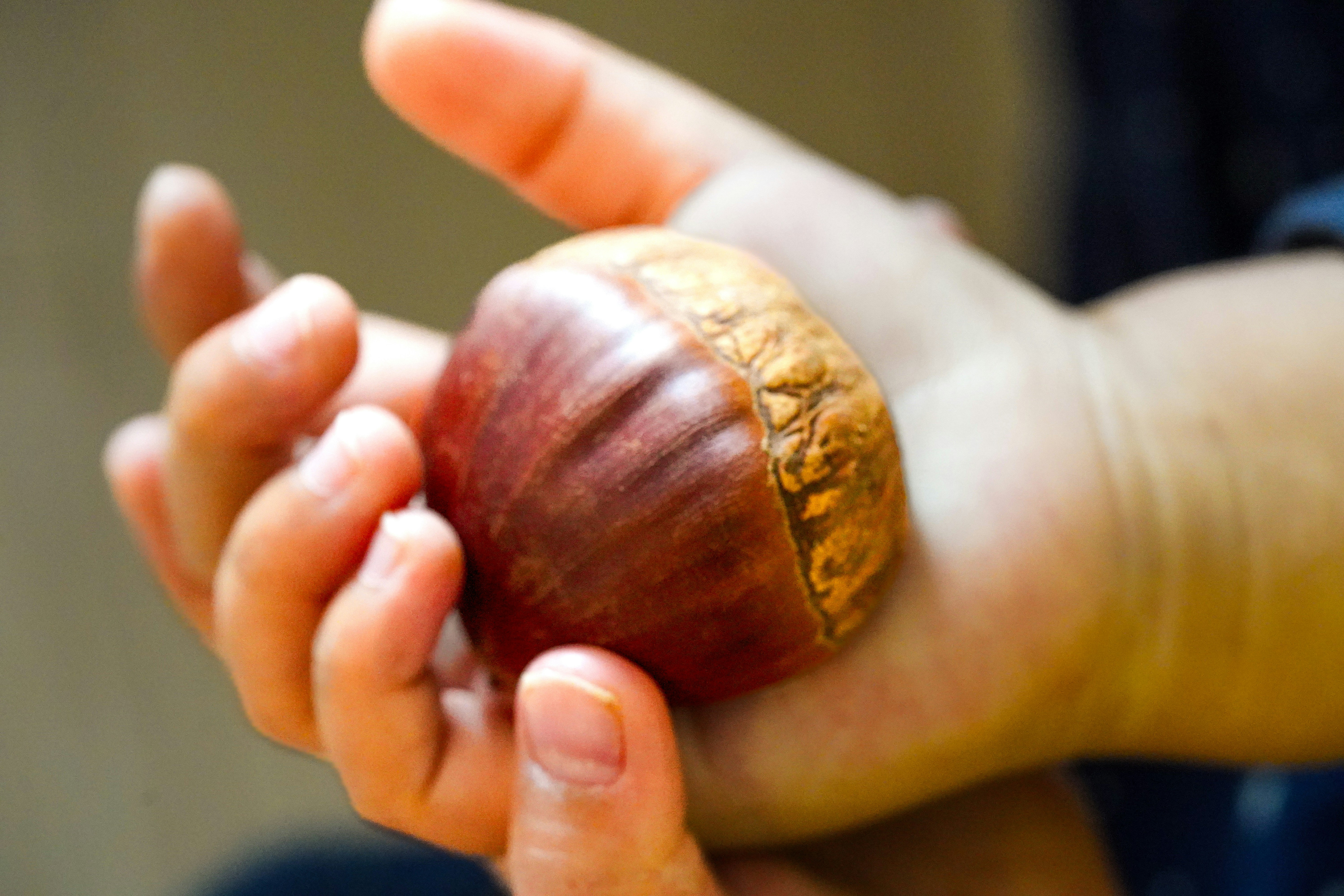 runde Frucht oder nussartiges Objekt in offener Hand
