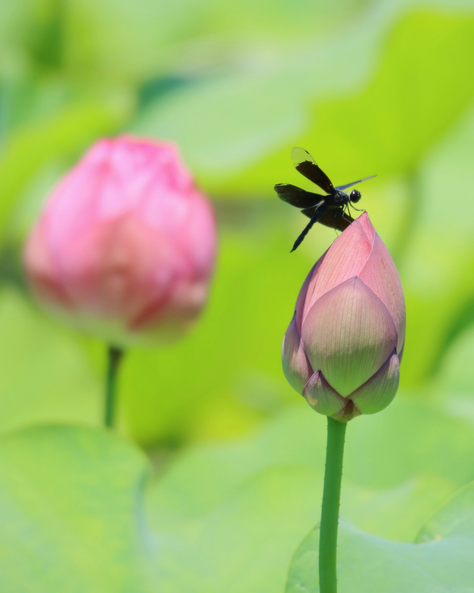 Insetto nero posato su un bocciolo di loto rosa con foglie verdi sullo sfondo