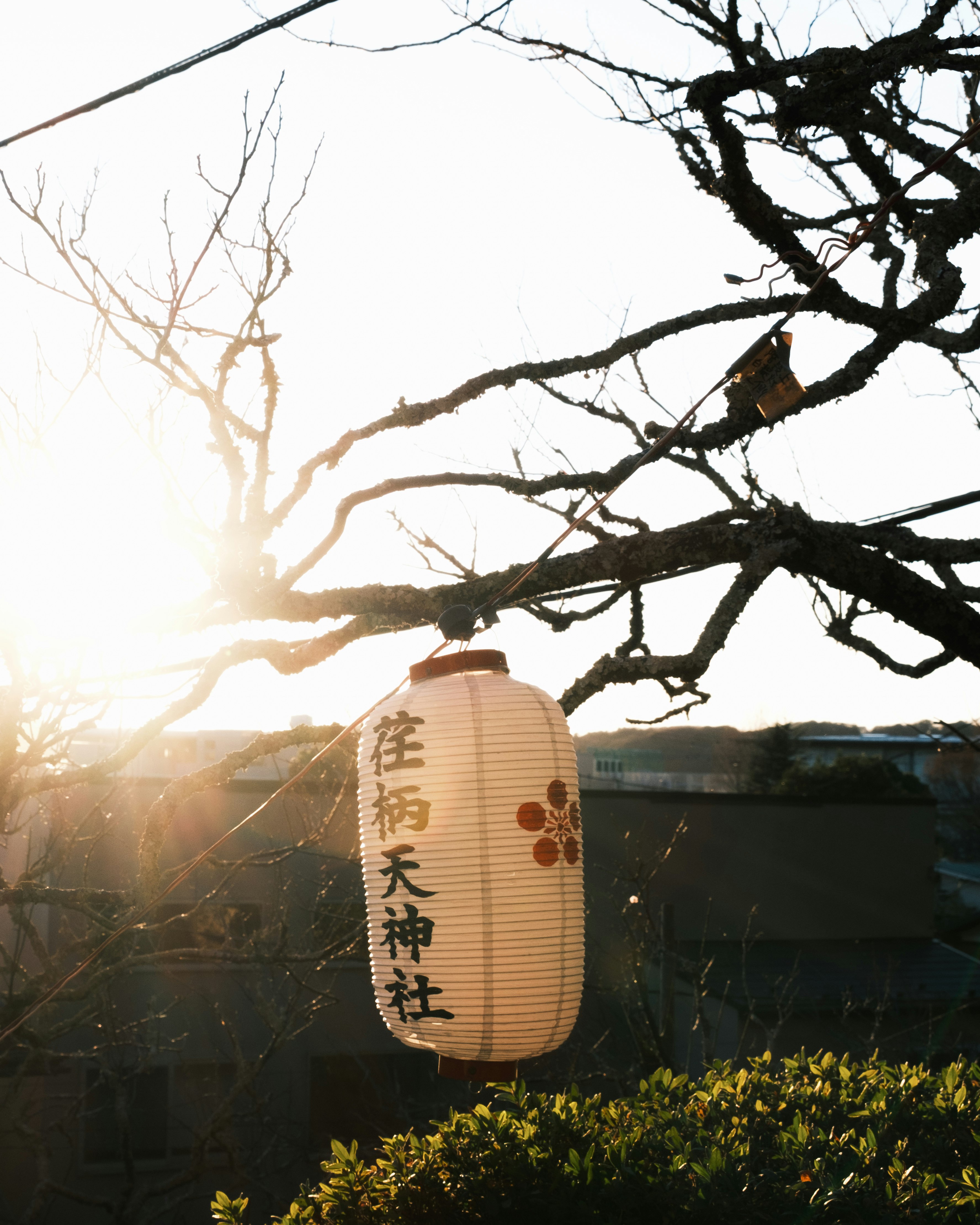 夕日に照らされた手描きの提灯と木々のある神社の参道