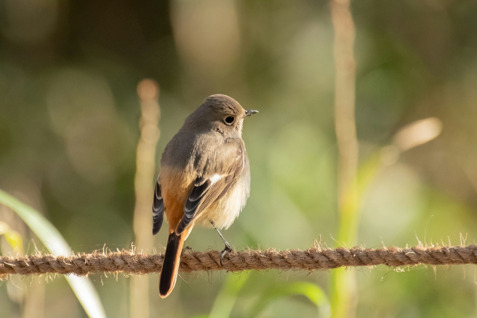 Un petit oiseau perché sur une corde avec un arrière-plan vert flou