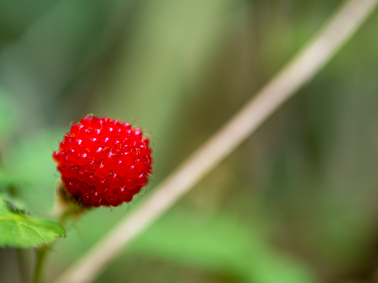 Un piccolo frutto rosso con semi su uno sfondo verde
