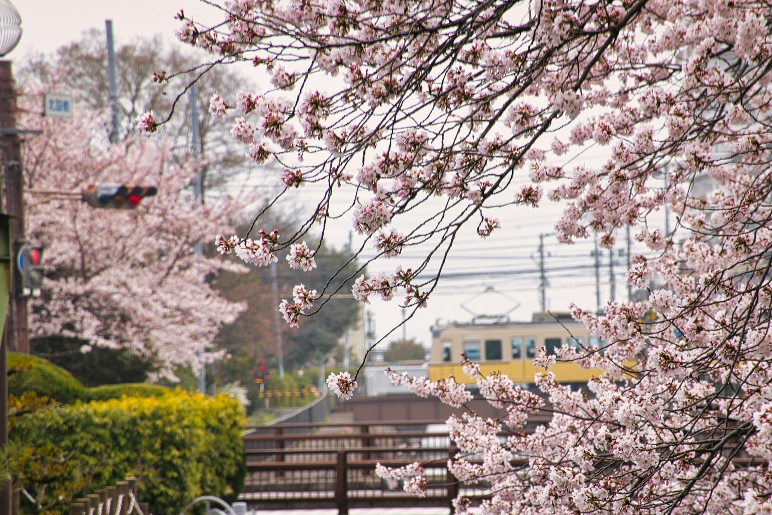 Pohon sakura berbunga dengan bunga merah muda dan kereta kuning di latar belakang