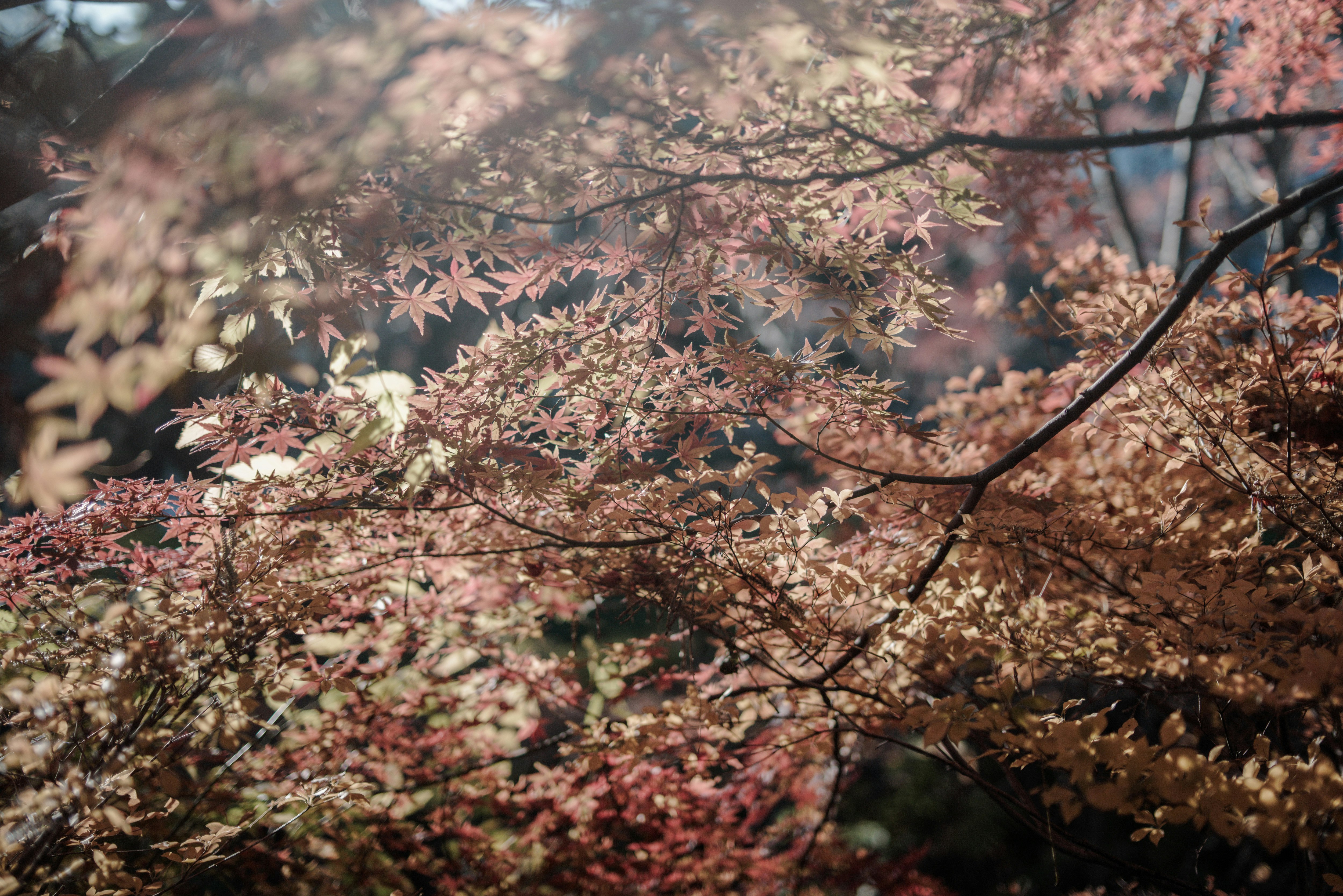 Feuilles d’érable et branches d’automne illuminées par le soleil du matin