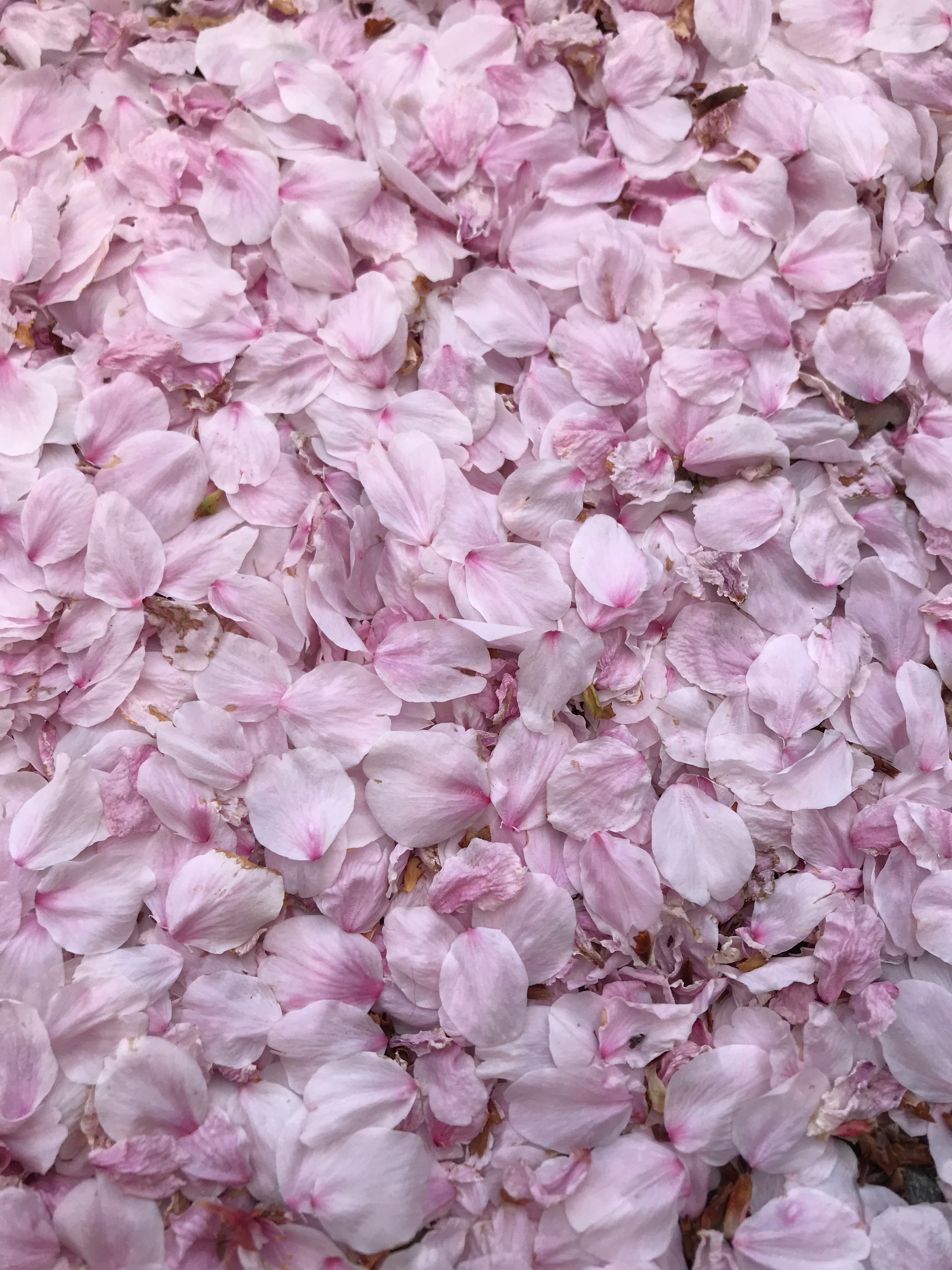 ピンクの花びらが敷き詰められた花の絨毯