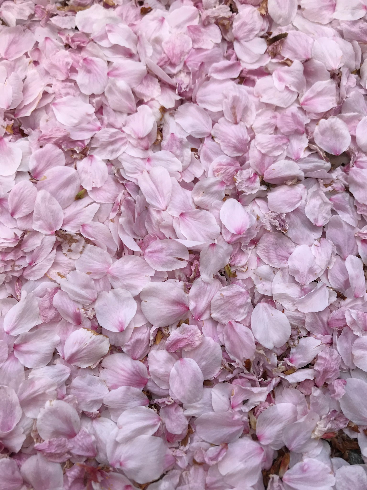 ภาพสวยงามของกลีบกุหลาบสีชมพูอ่อนปกคลุมพื้น