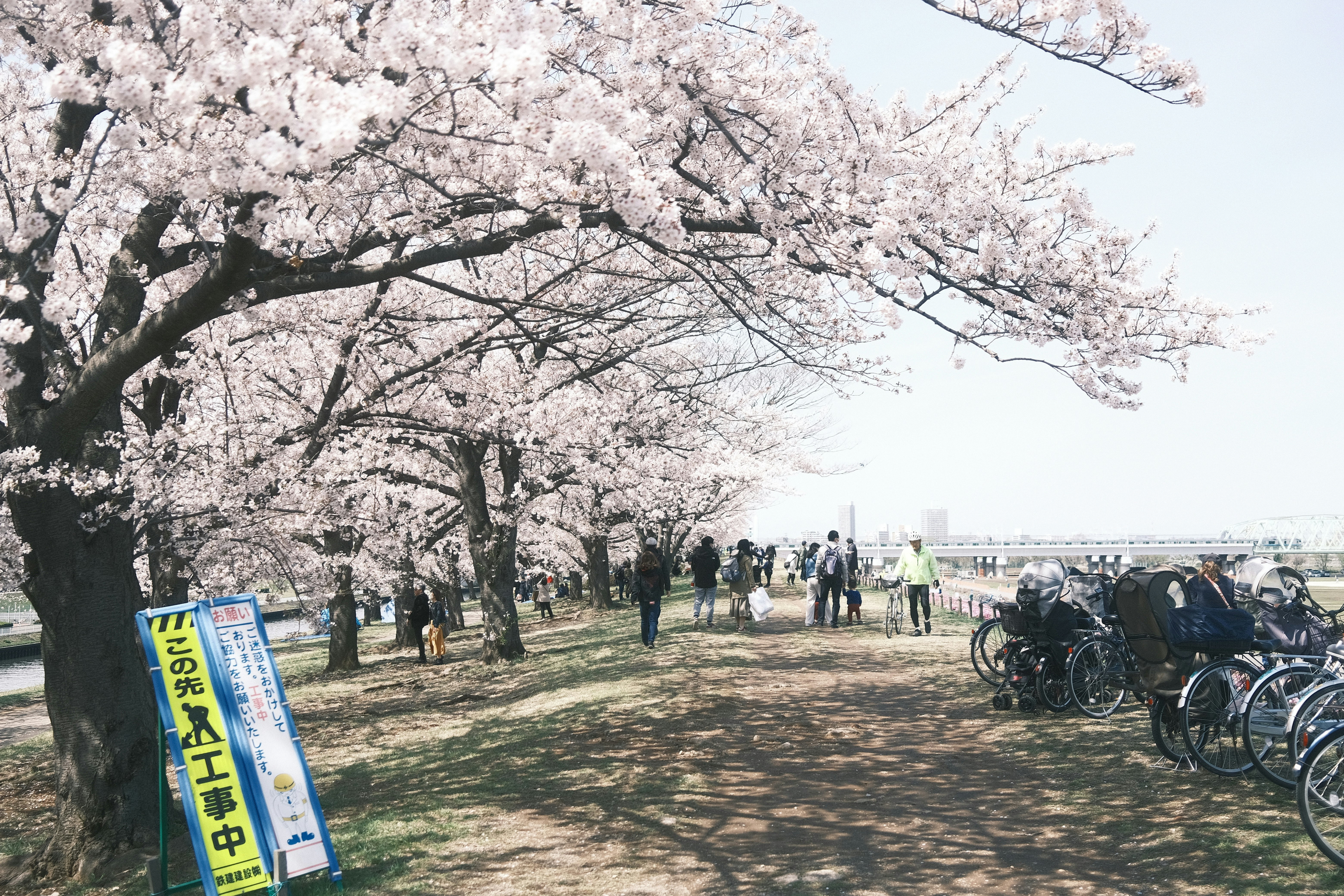 Vélos alignés le long d’une allée de cerisiers en fleurs avec des passants